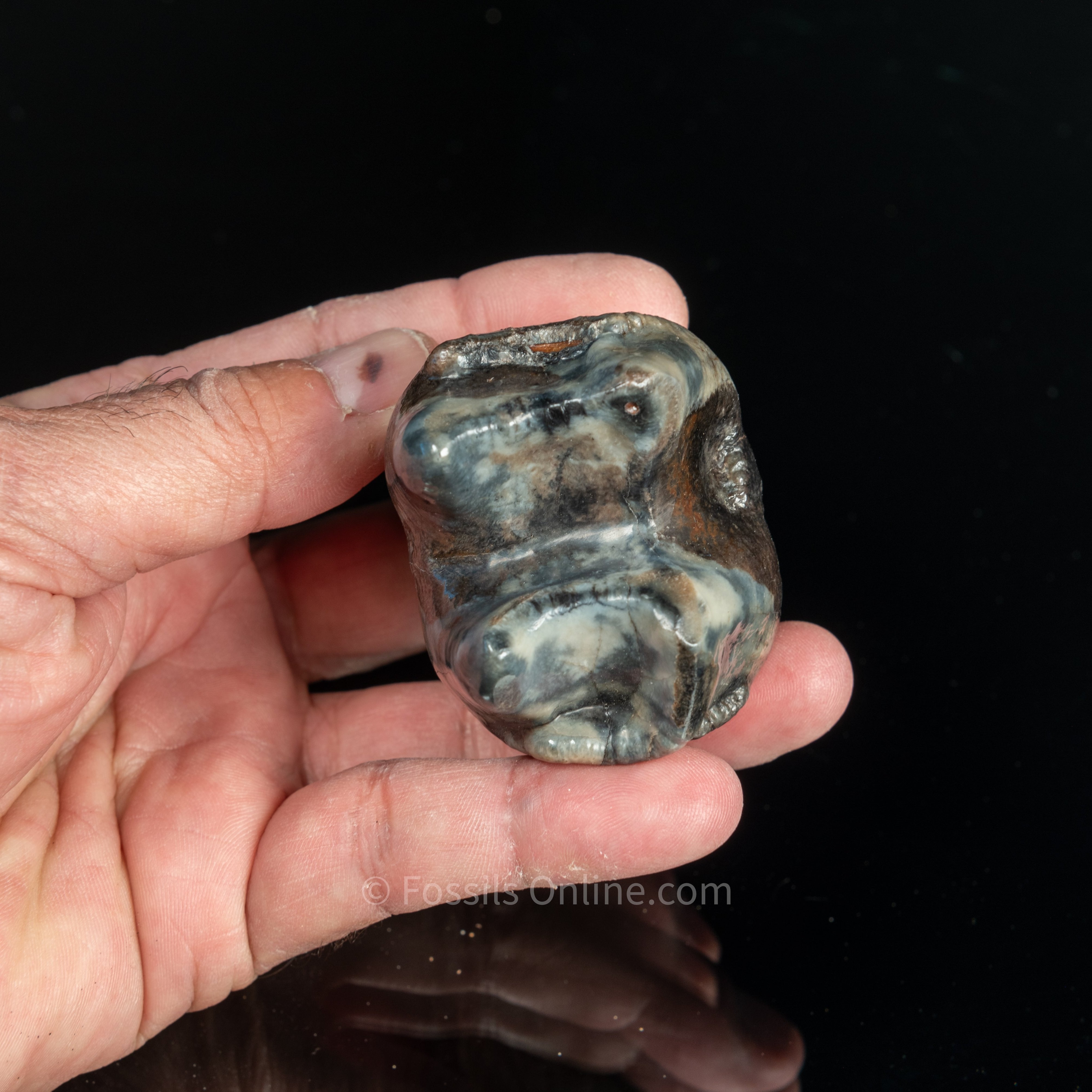 Rare Deinotherium Tooth