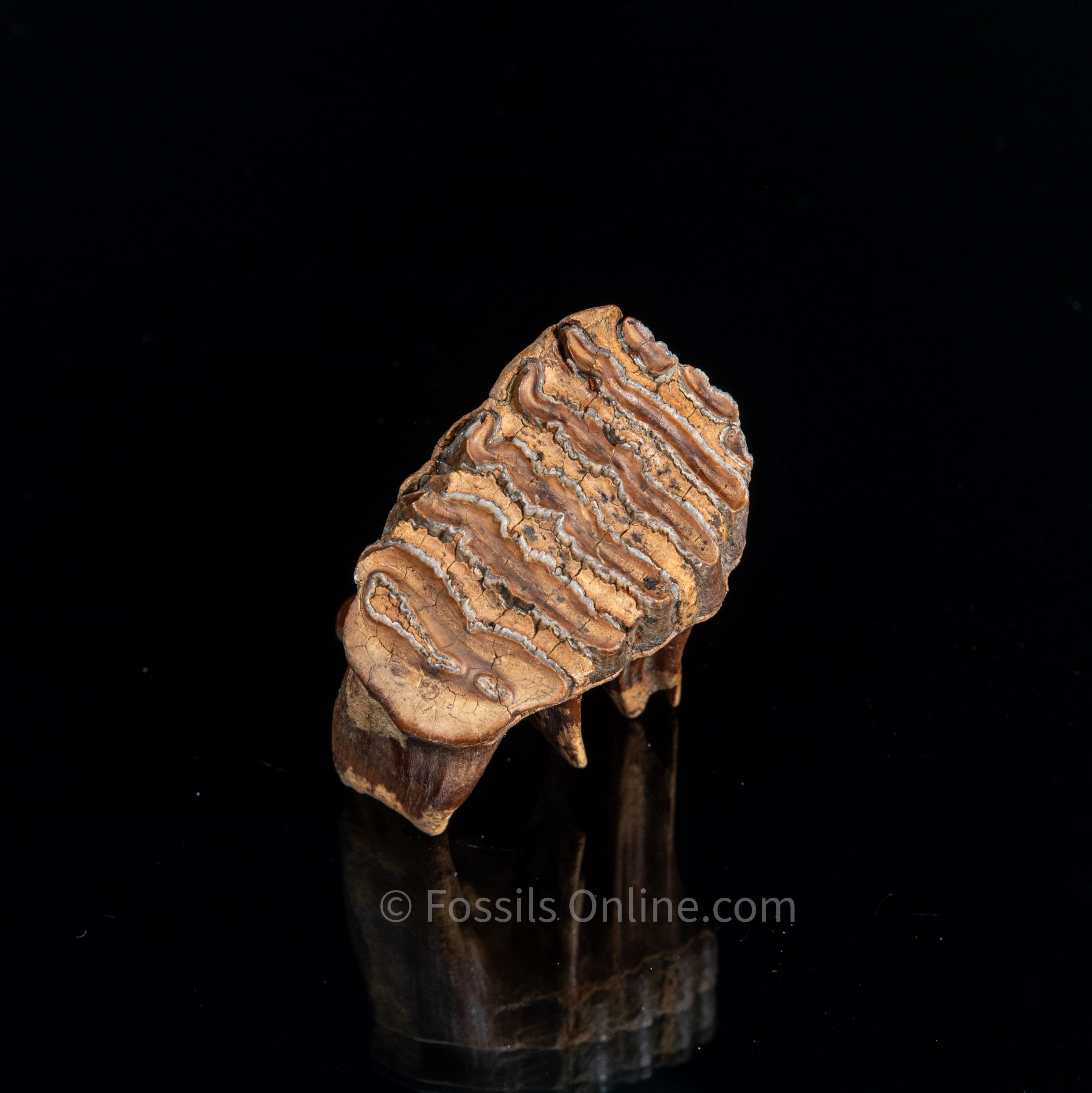 Baby Woolly Mammoth Tooth