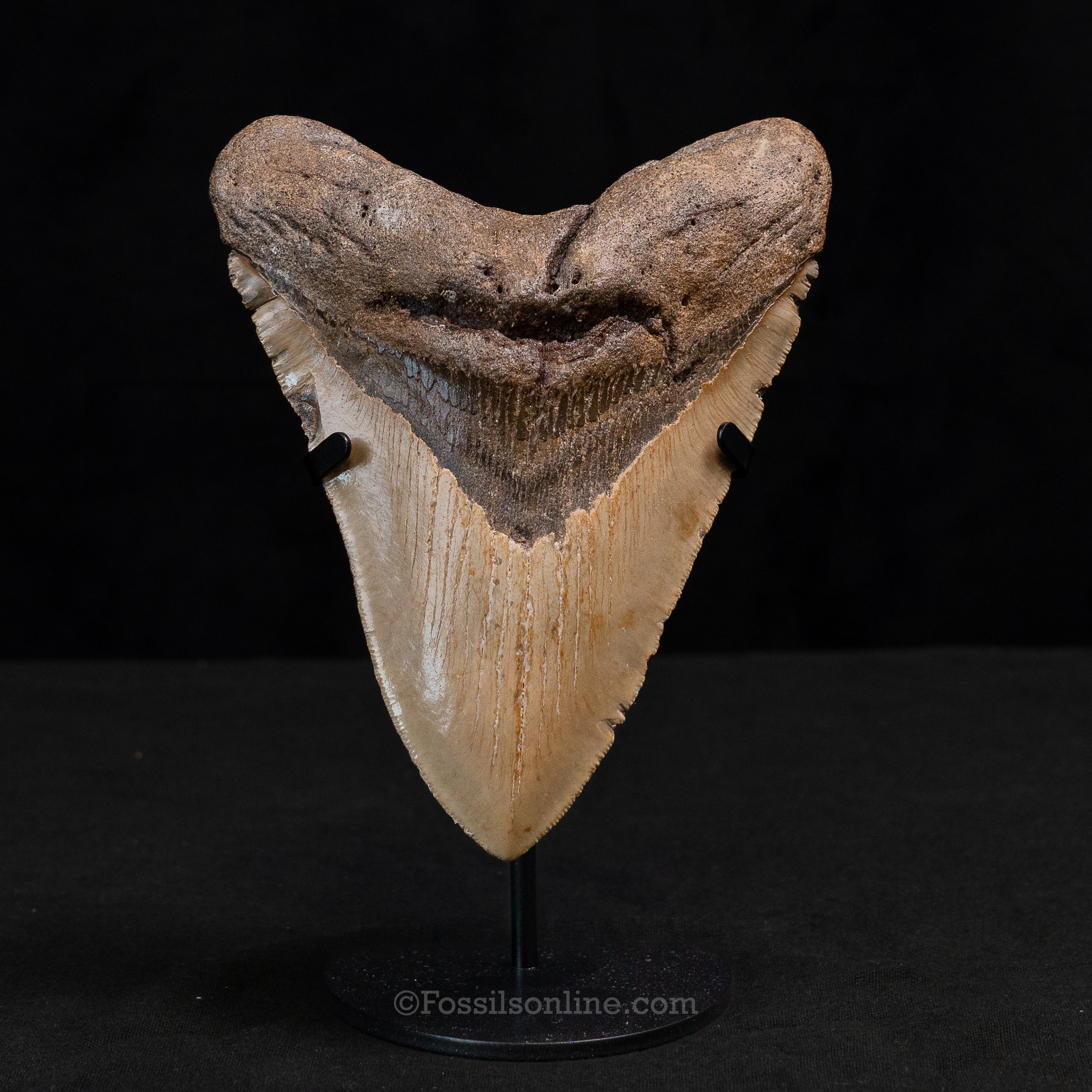 North Carolina Megalodon 5.98"