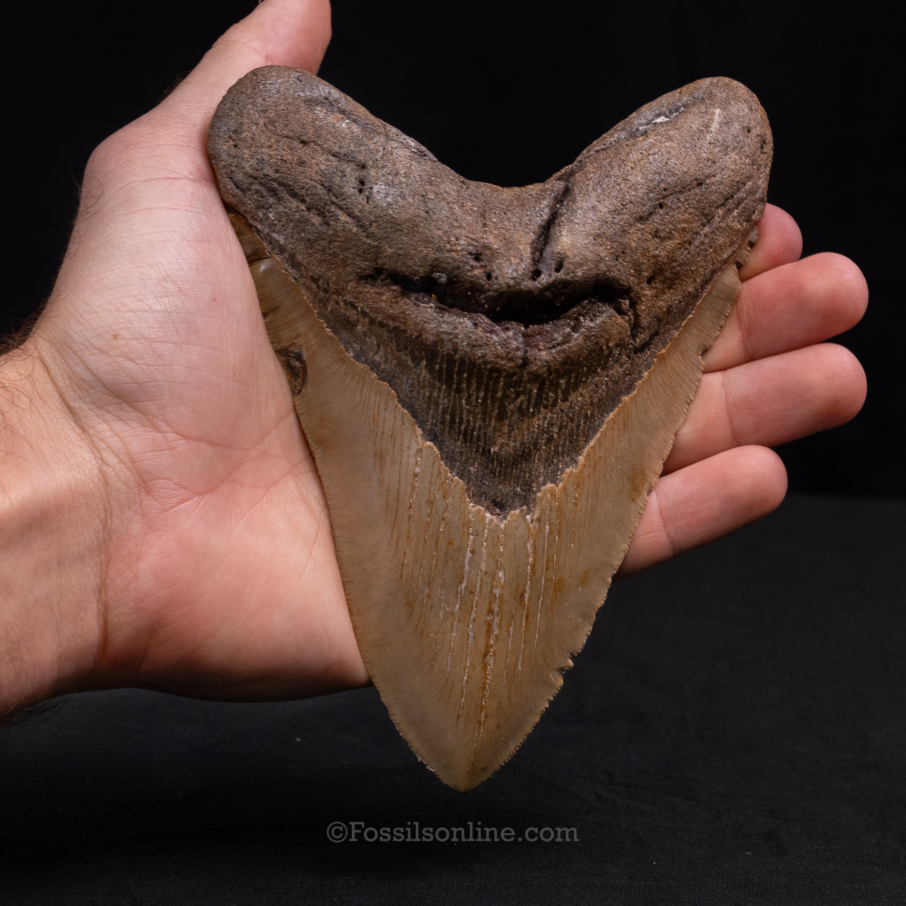 North Carolina Megalodon 5.98"