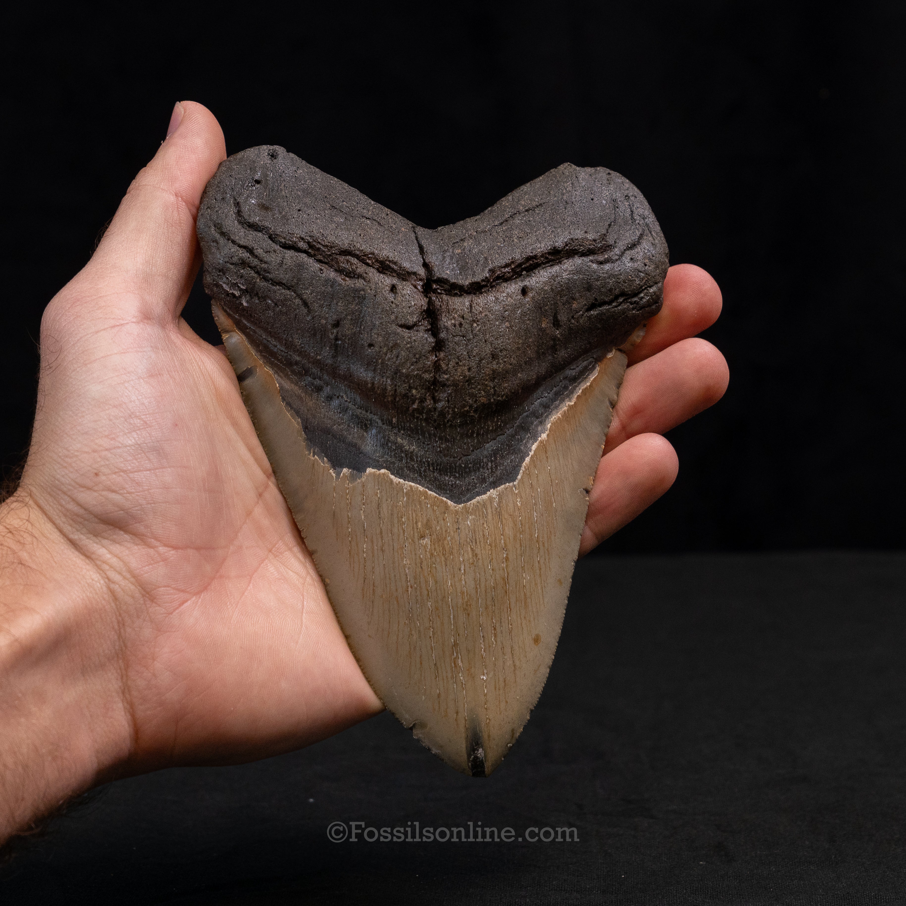 North Carolina Megalodon 5.90"