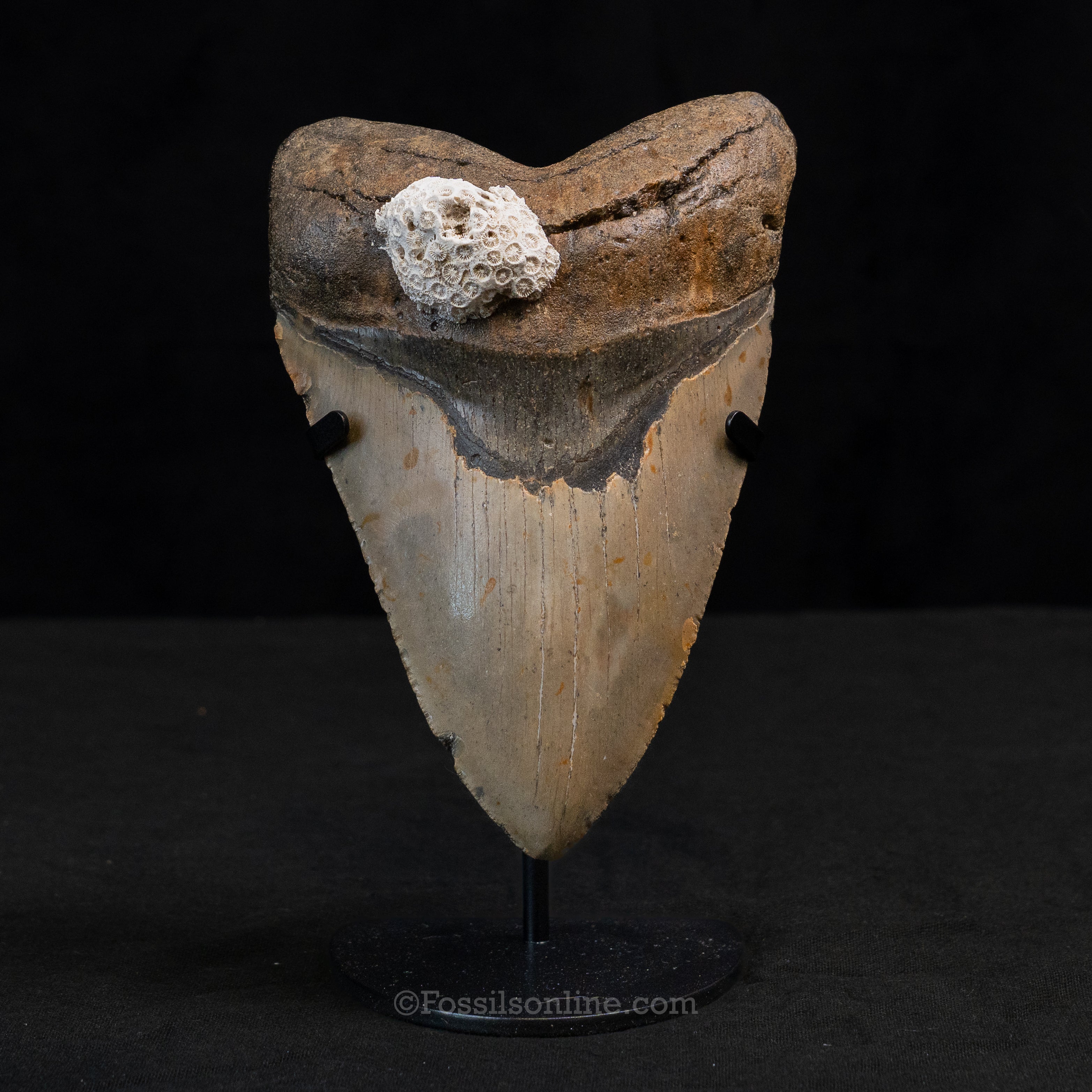 North Carolina Megalodon 5.77"