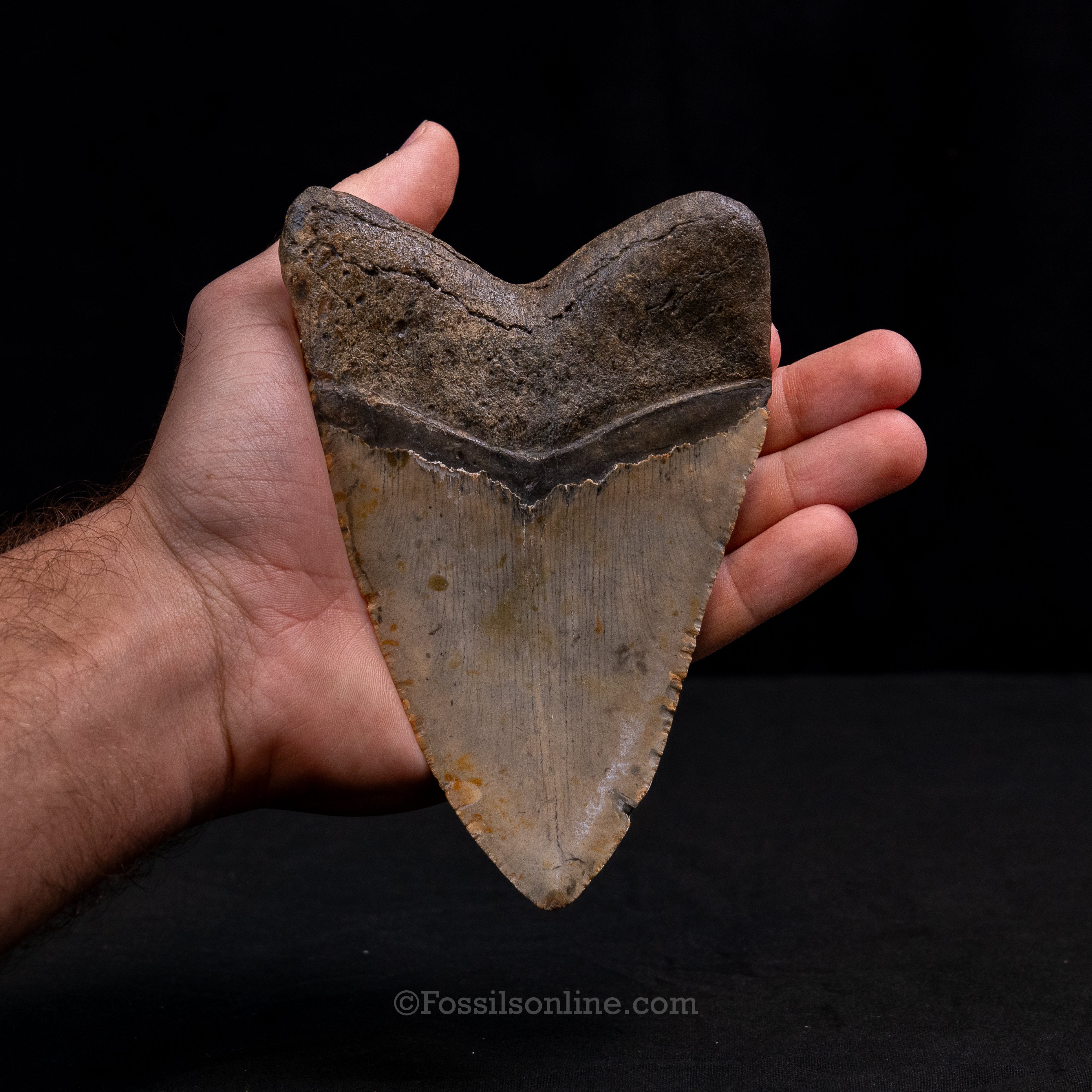 North Carolina Megalodon 5.77"