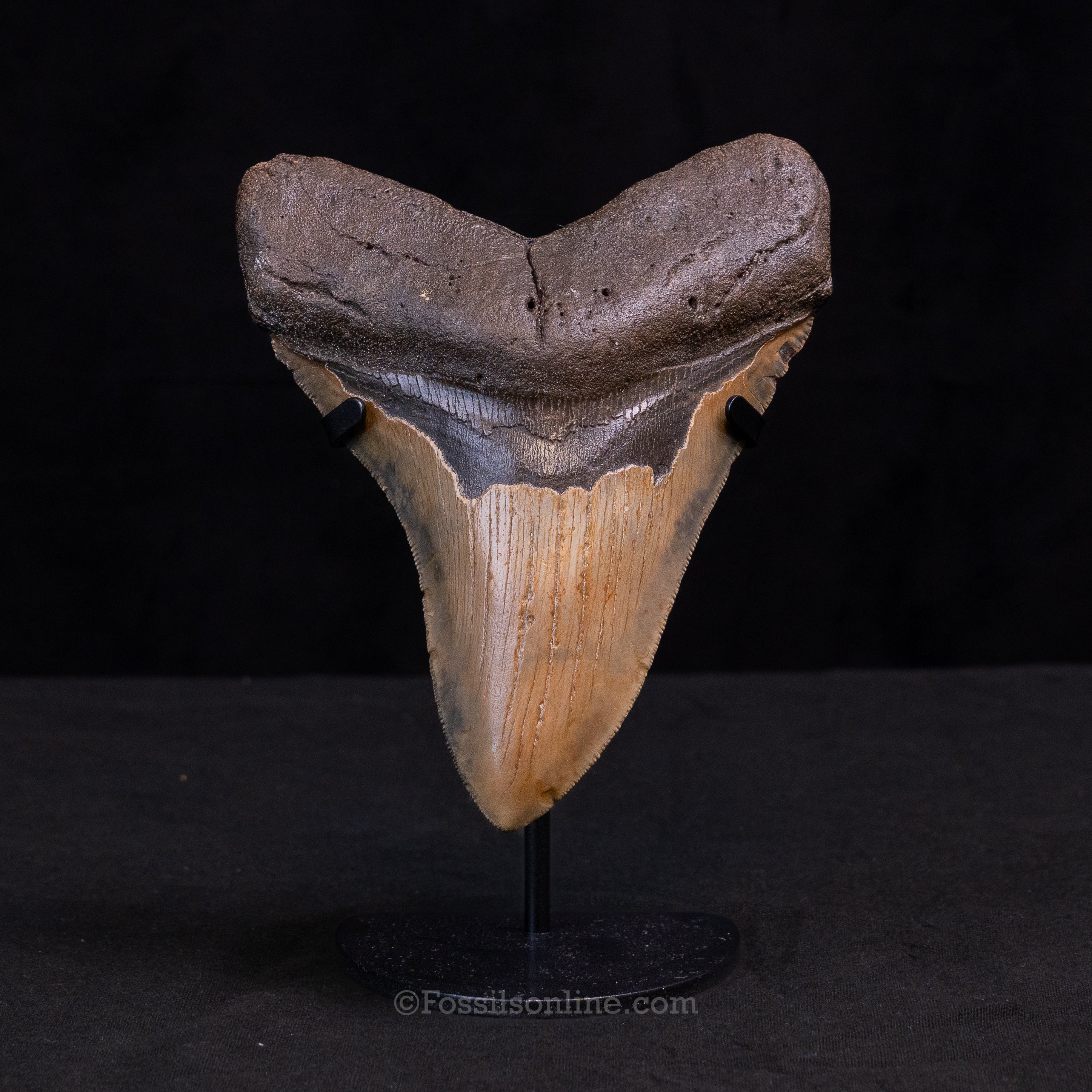 North Carolina Megalodon 5.73"