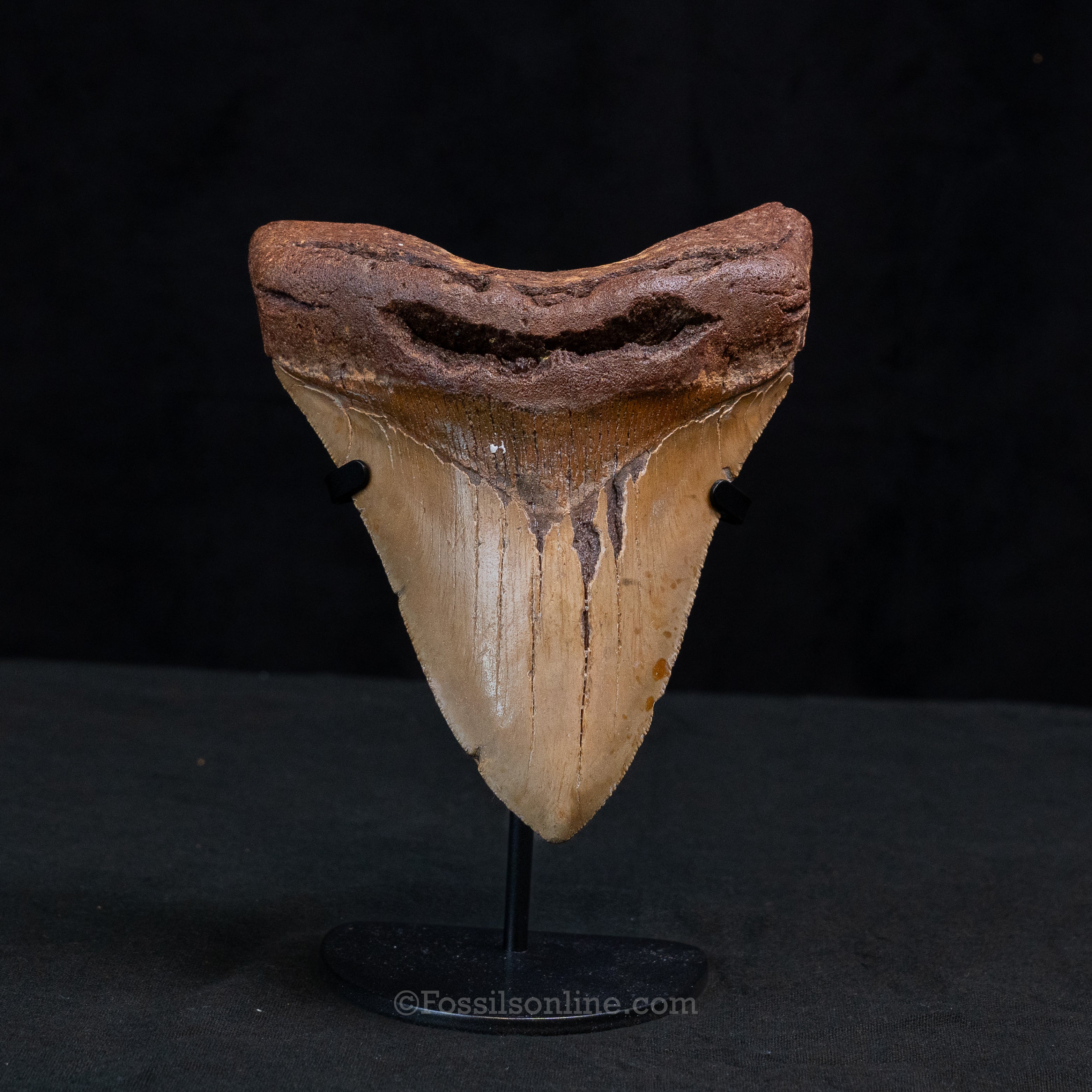 North Carolina Megalodon 5.61"