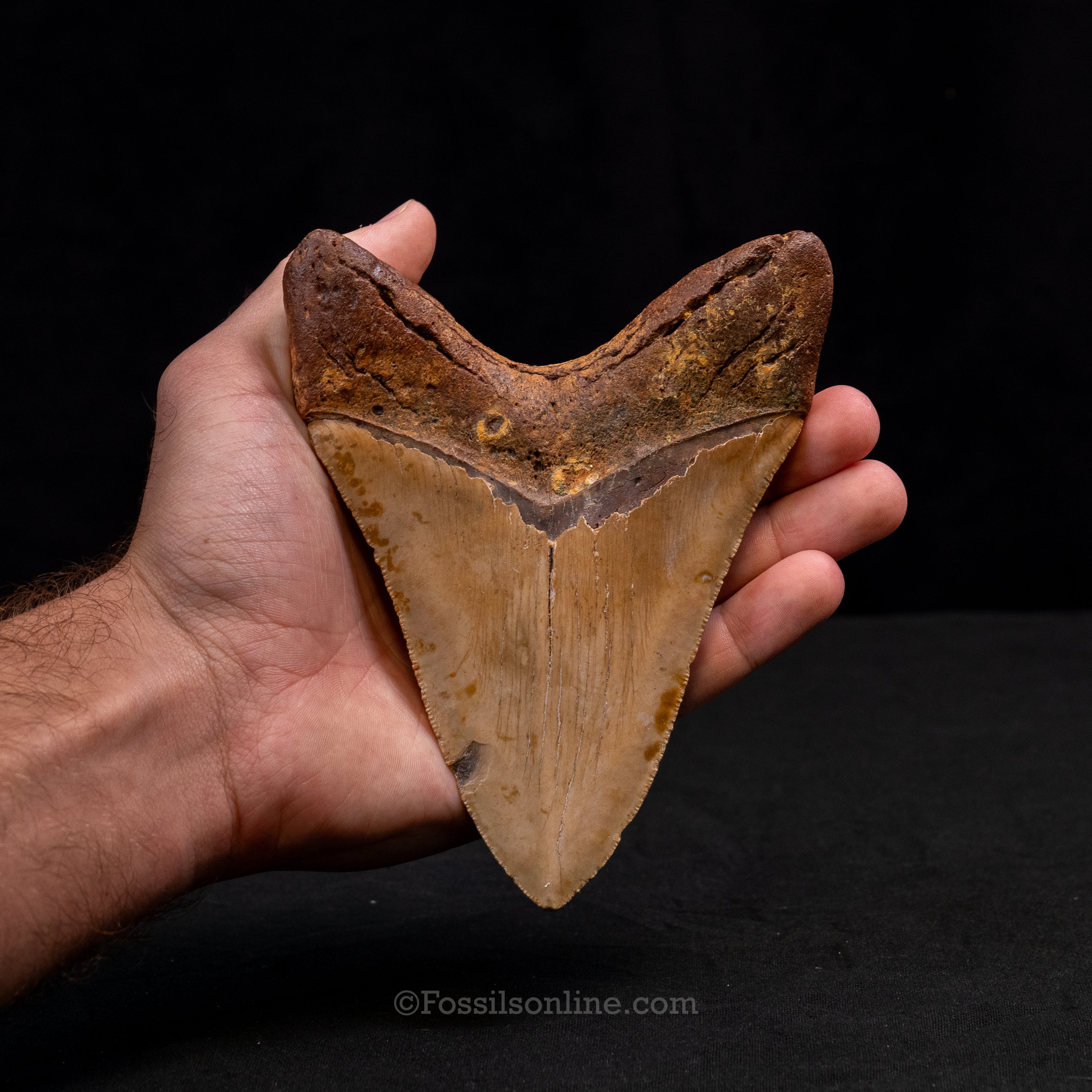 North Carolina Megalodon 5.61"