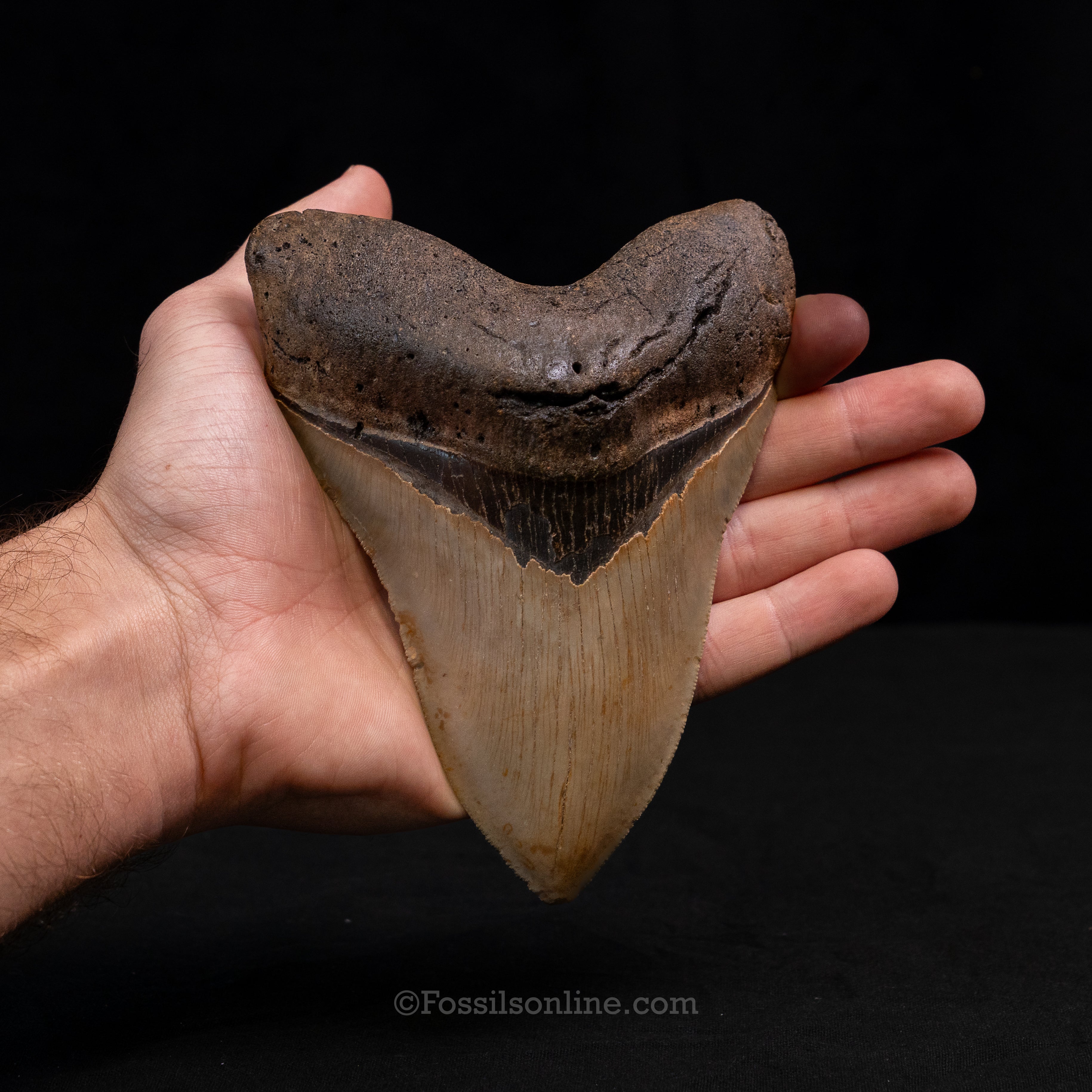 North Carolina Megalodon 5.61"