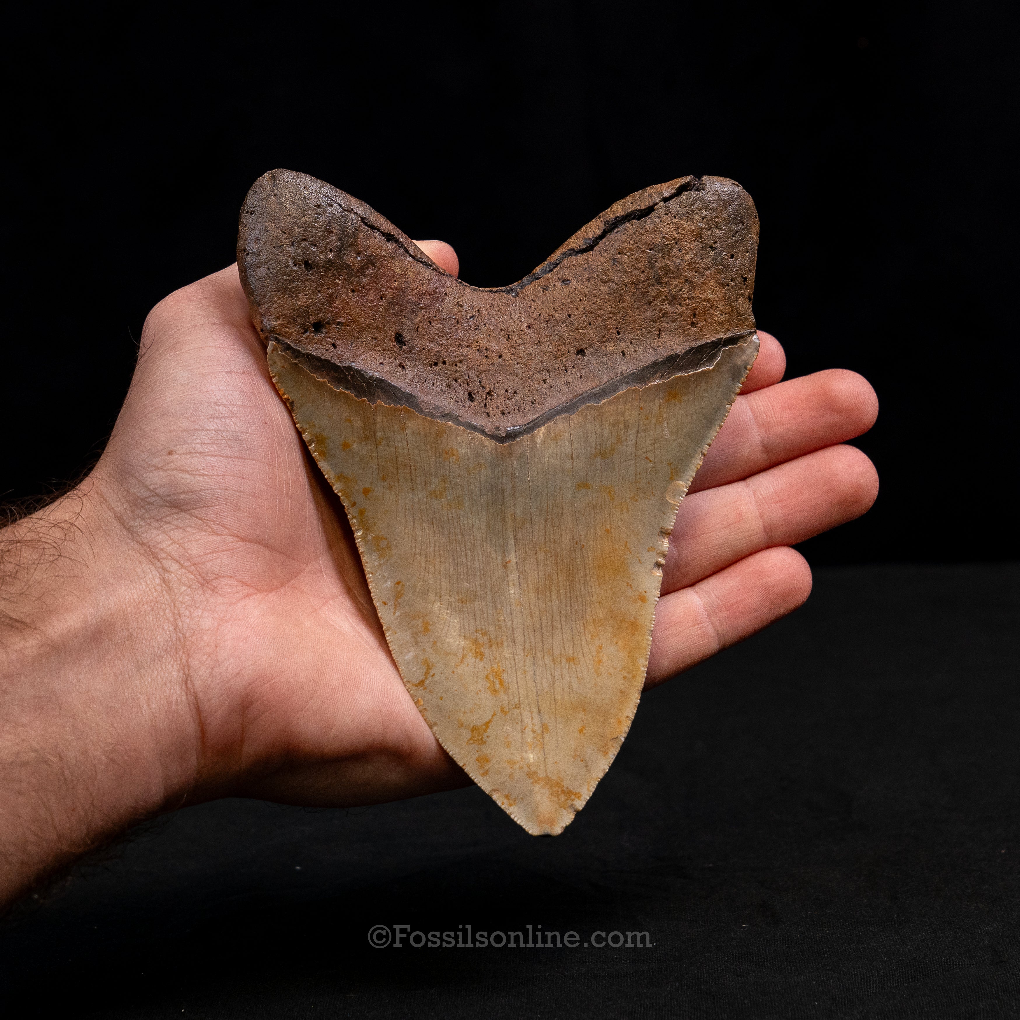 North Carolina Megalodon 5.61"