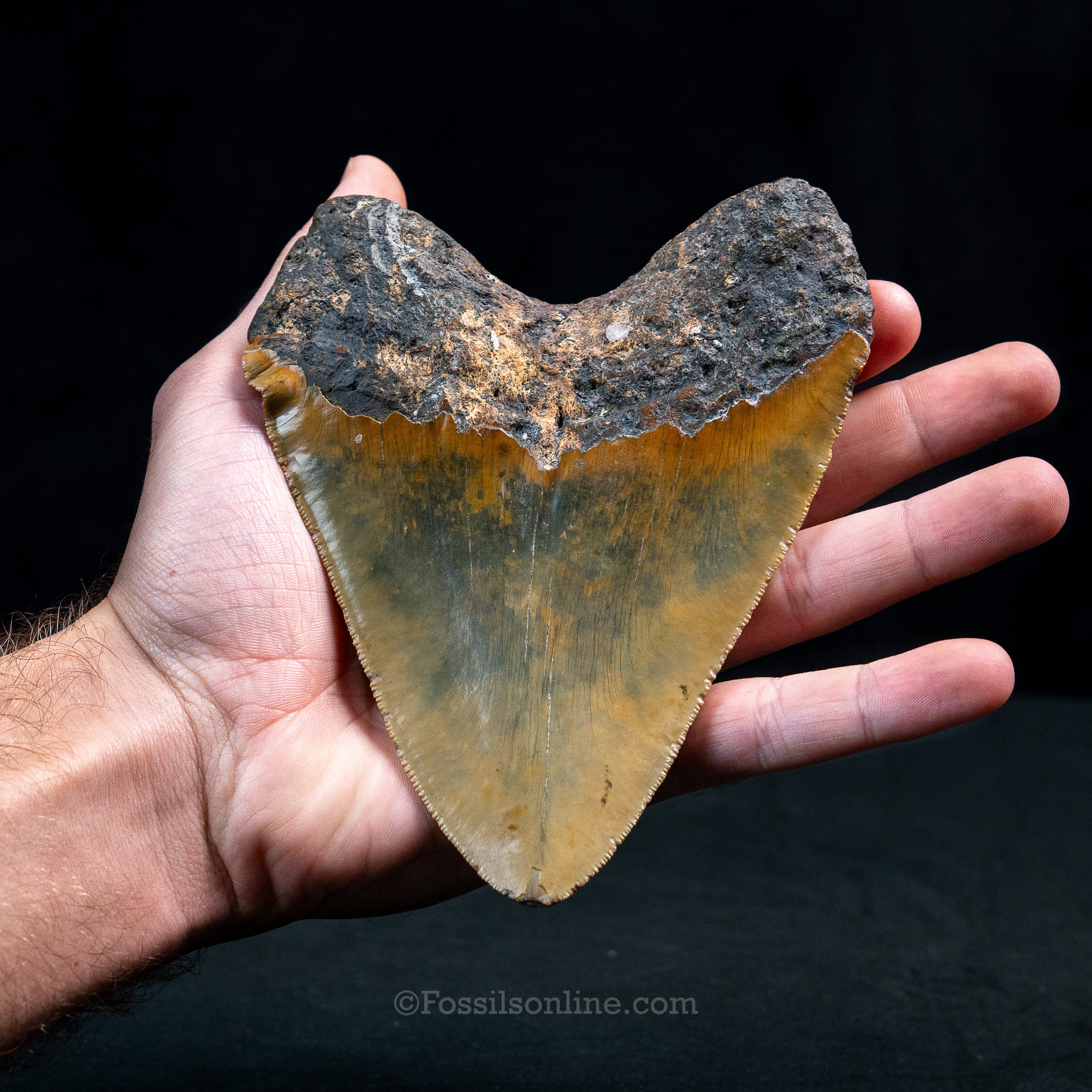 North Carolina Megalodon 5.60"