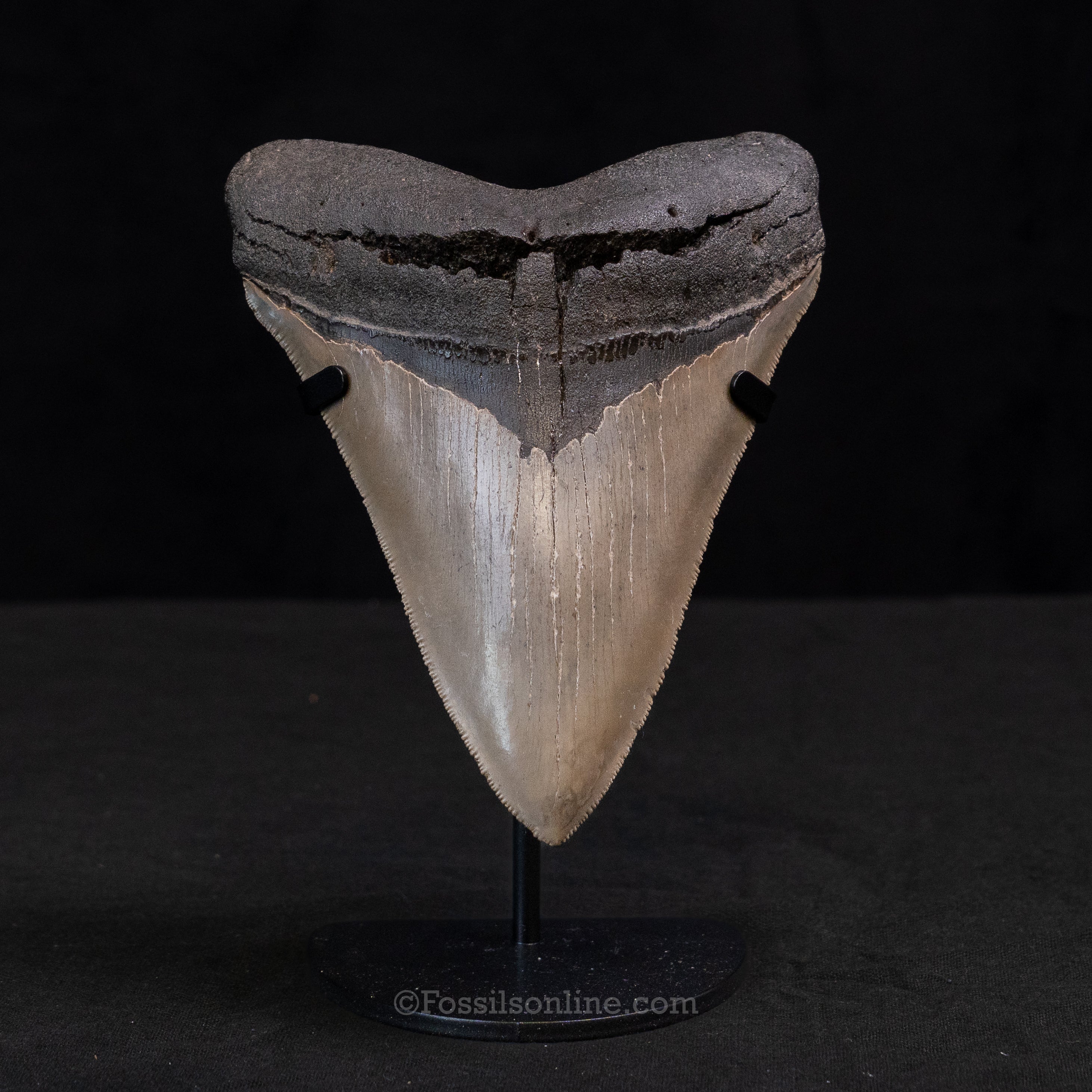 North Carolina Megalodon 5.49"