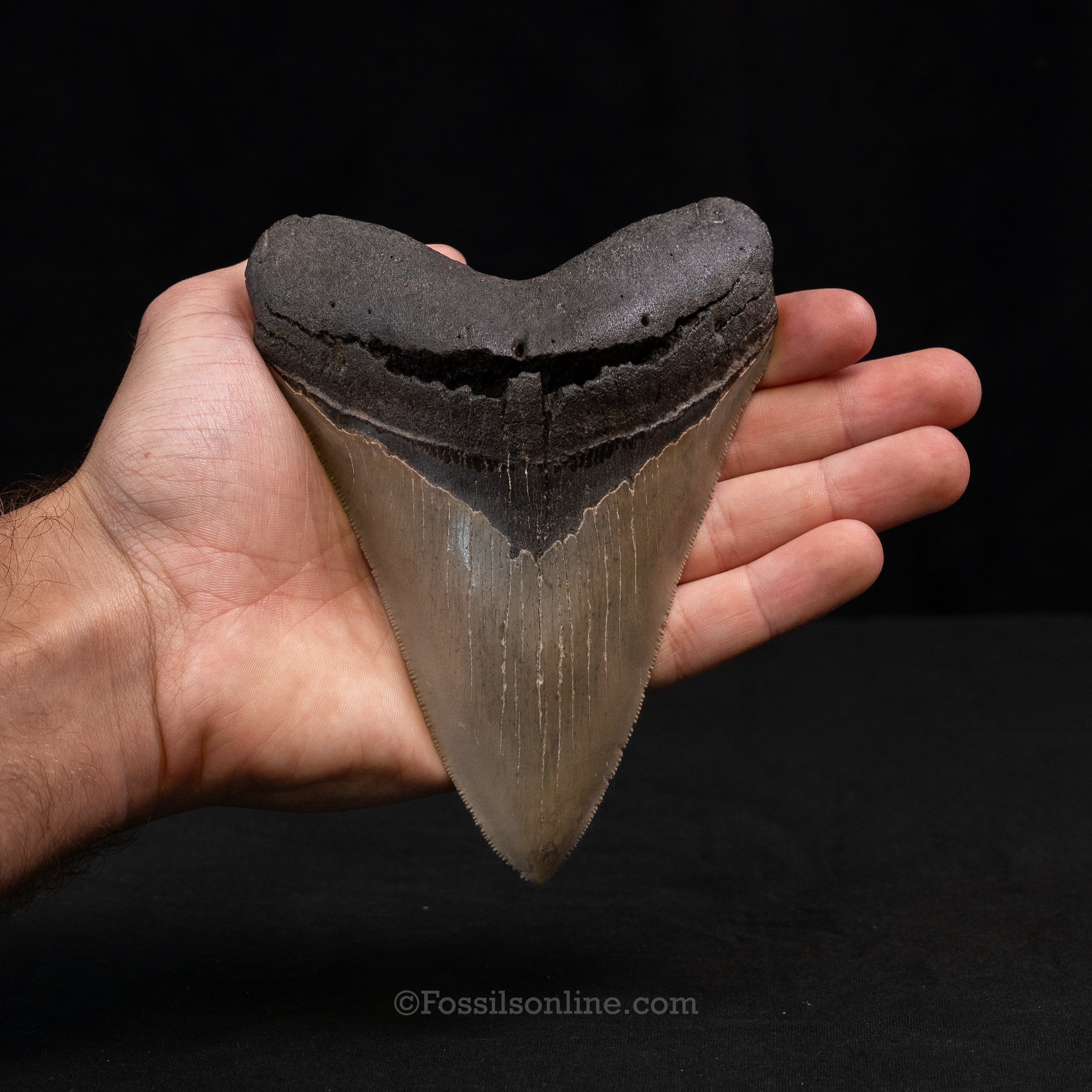 North Carolina Megalodon 5.49"