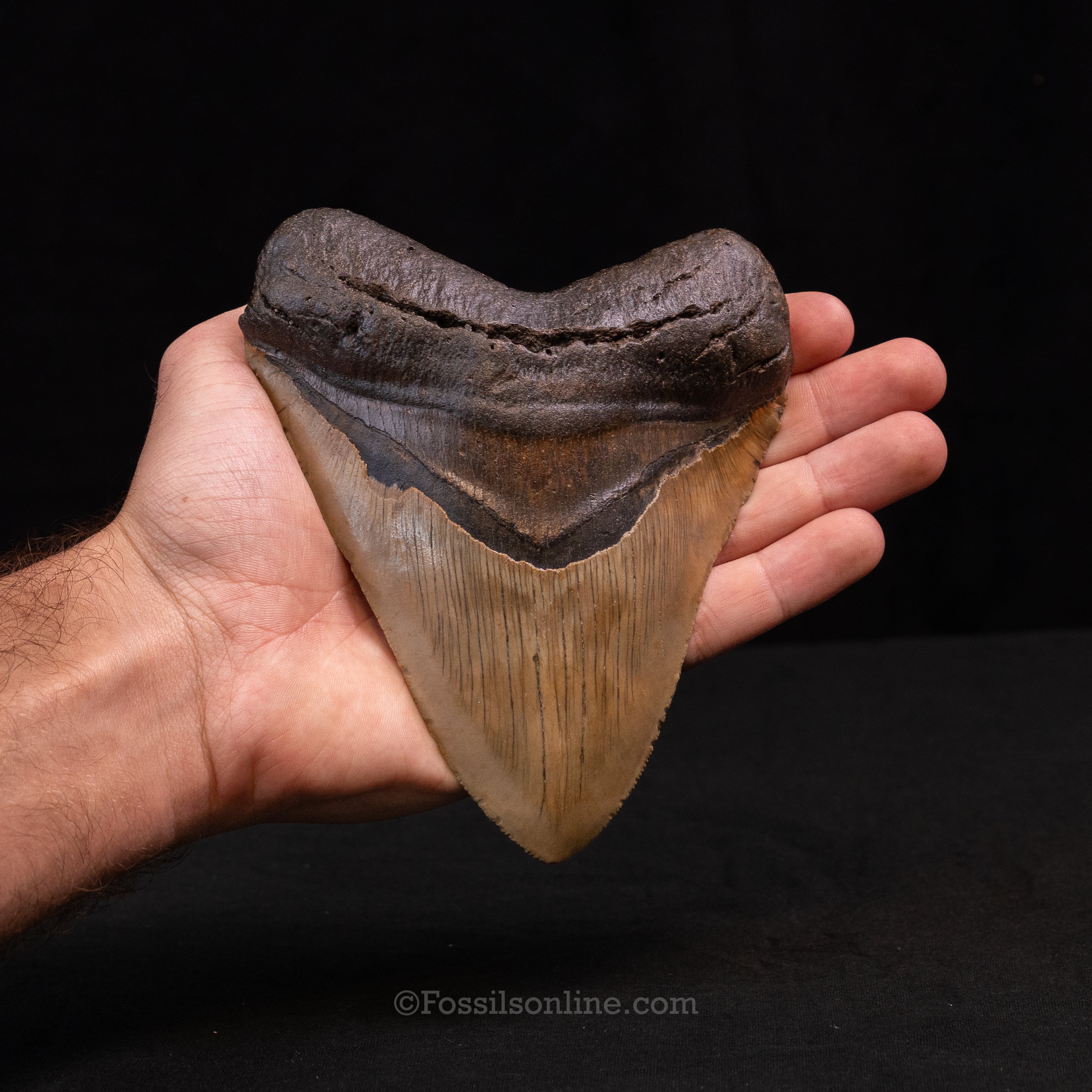 North Carolina Megalodon 5.49"