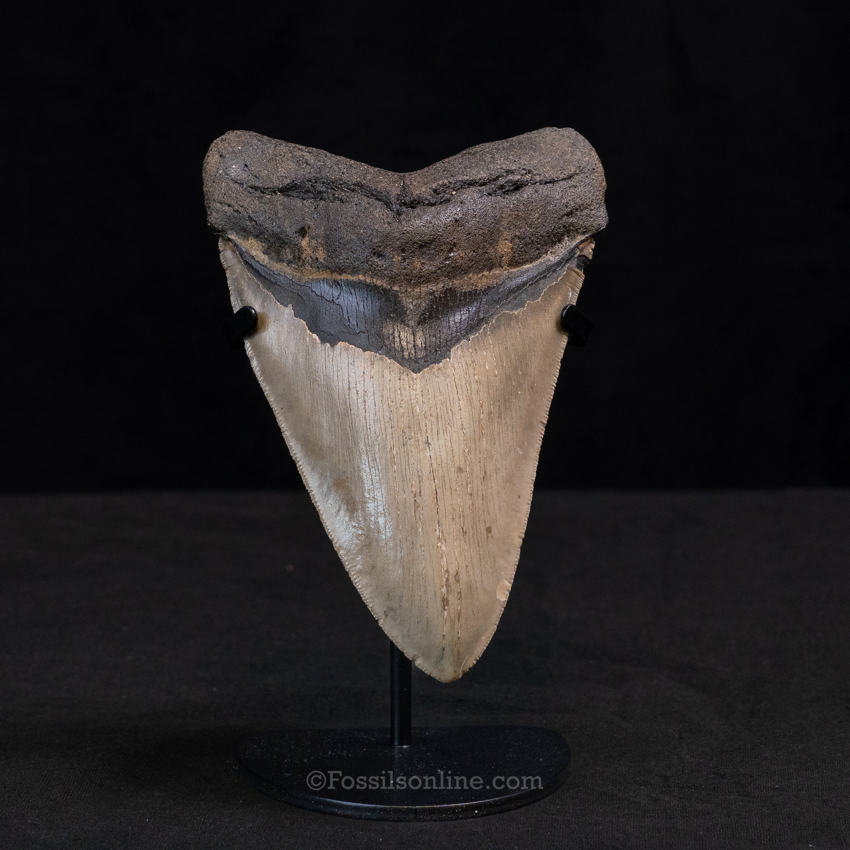 North Carolina Megalodon 5.42"