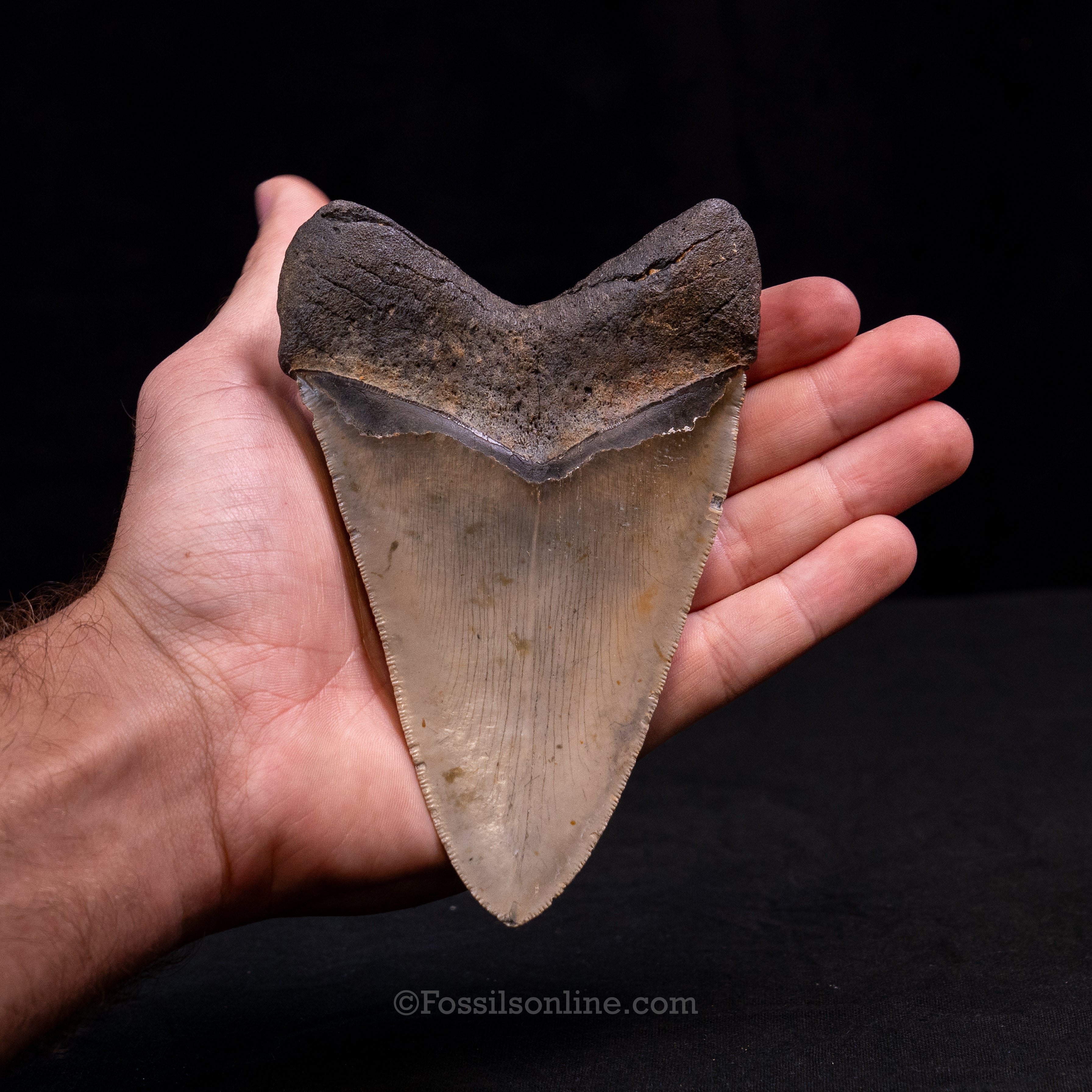 North Carolina Megalodon 5.42"