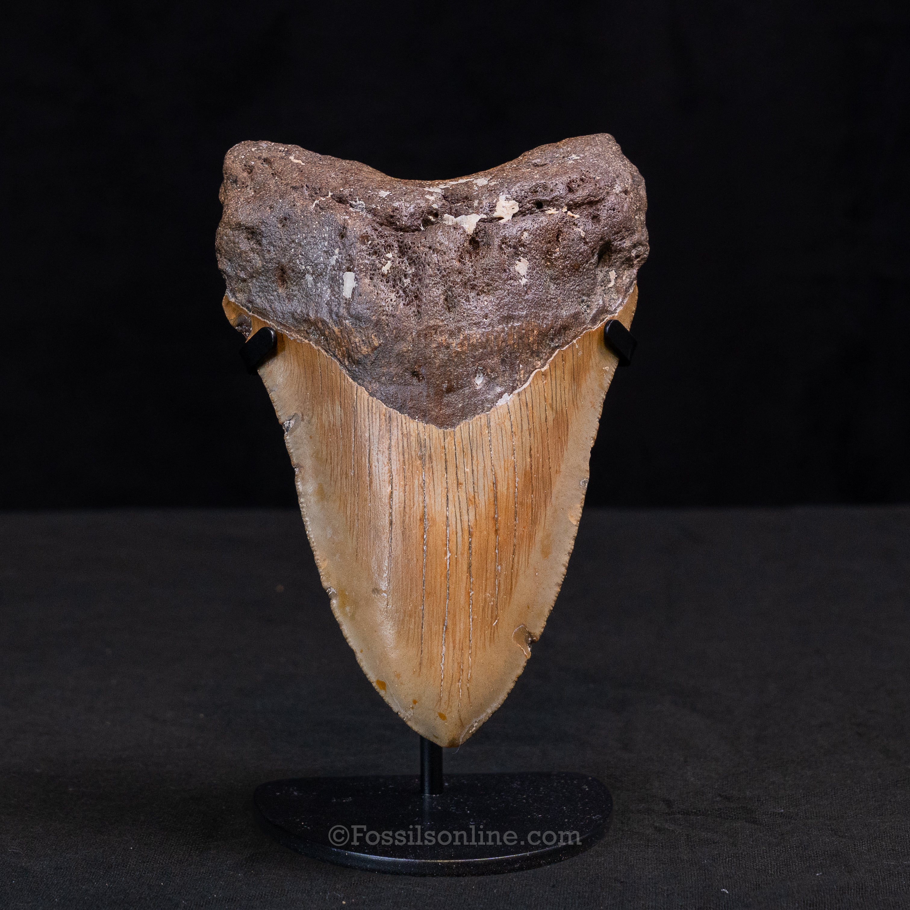 North Carolina Megalodon 5.40"