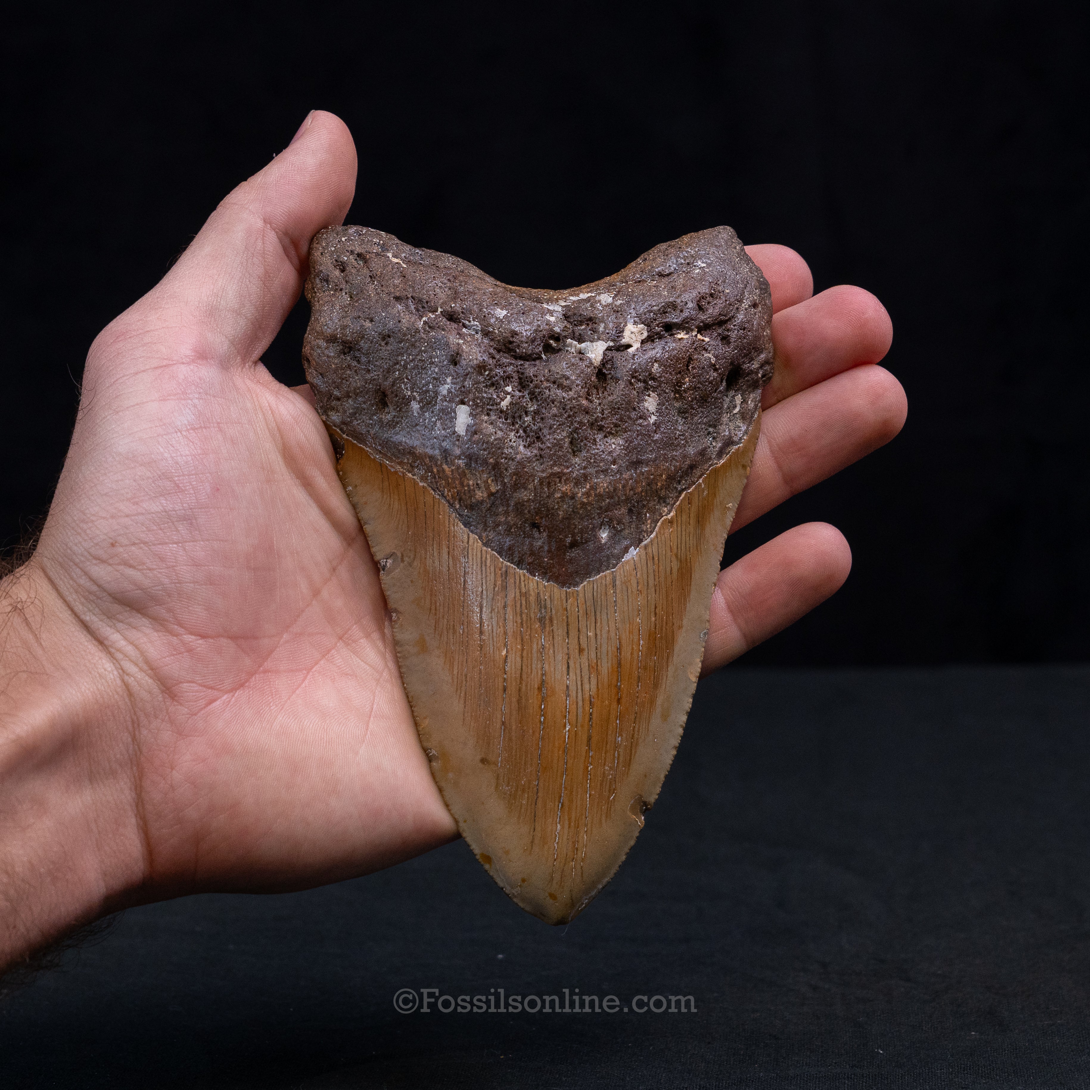 North Carolina Megalodon 5.40"