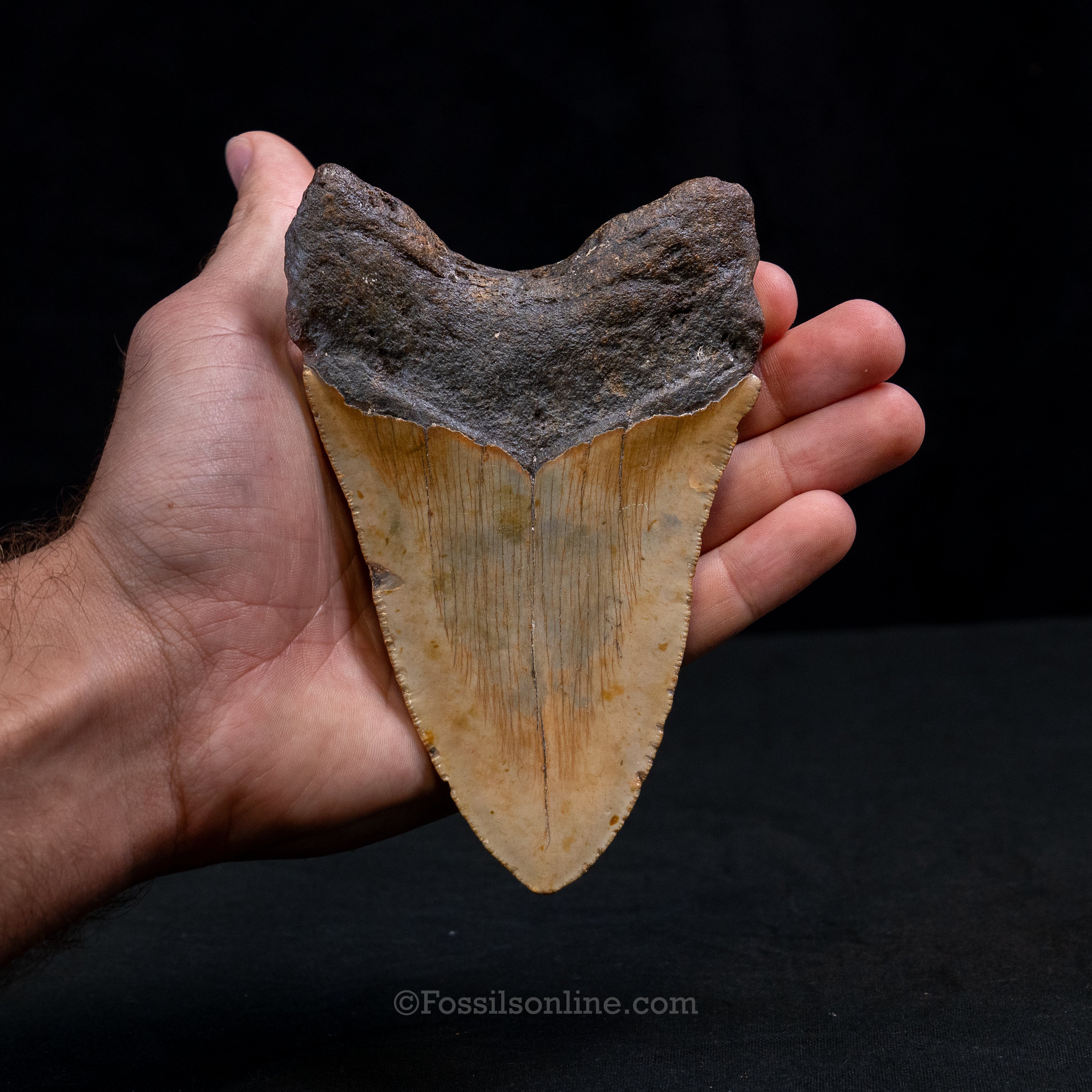 North Carolina Megalodon 5.40"