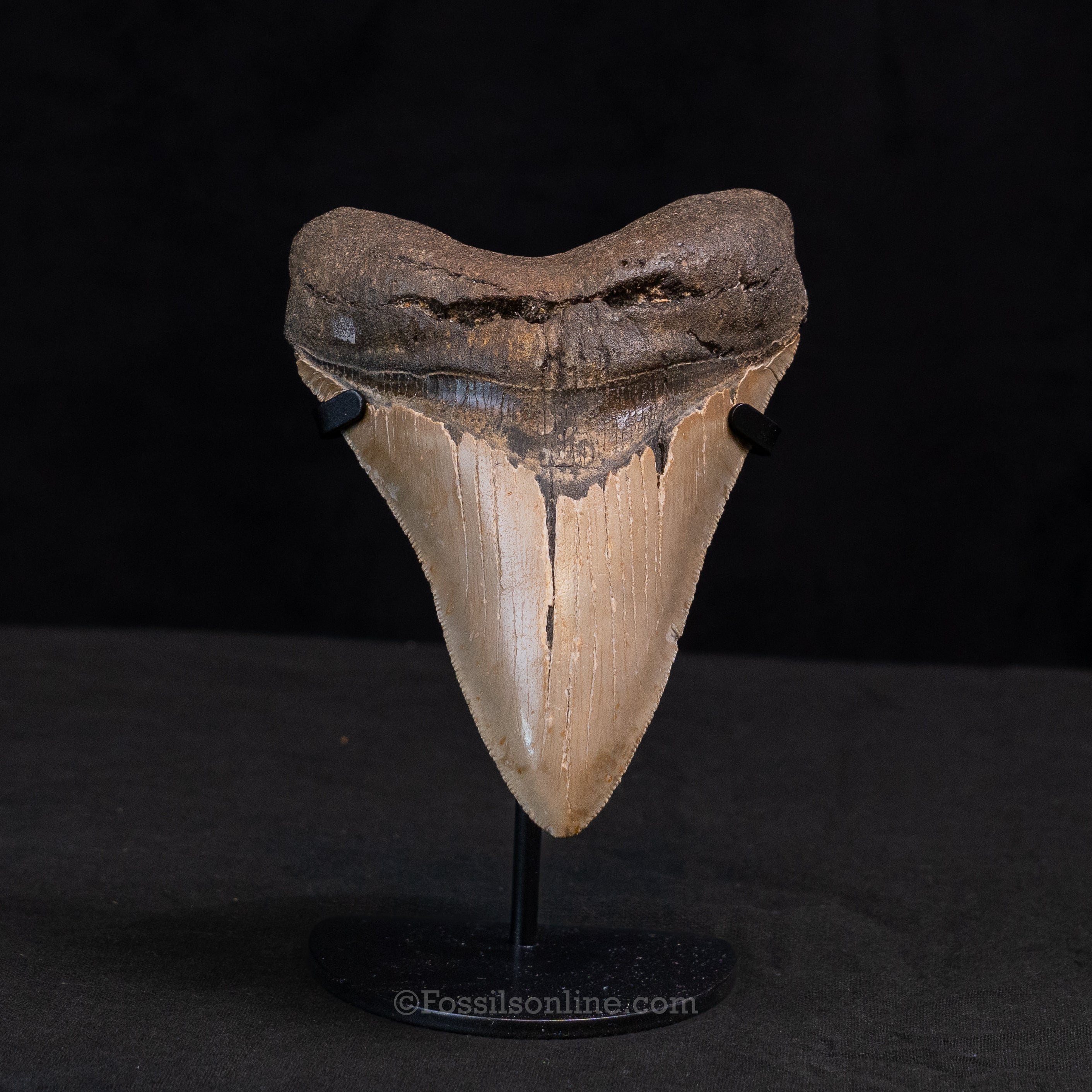 North Carolina Megalodon 5.26"