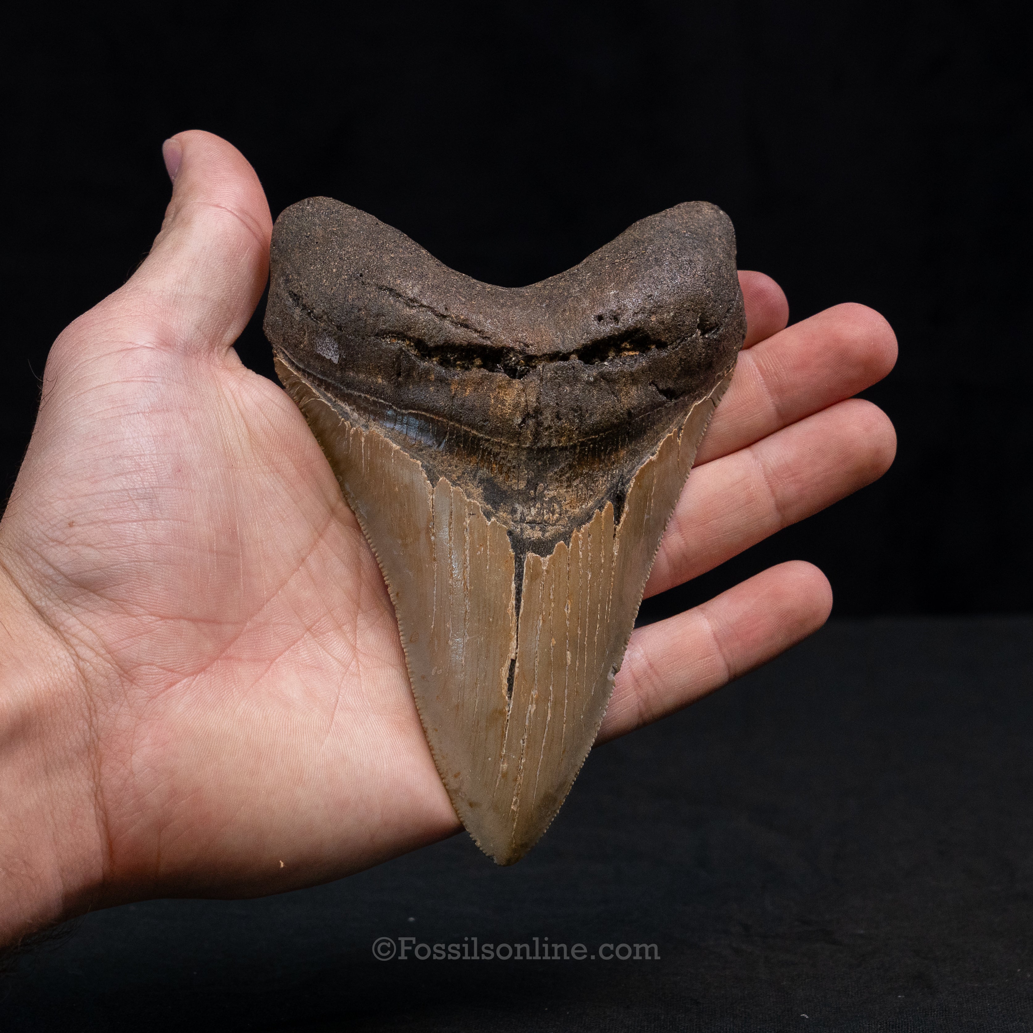 North Carolina Megalodon 5.26"