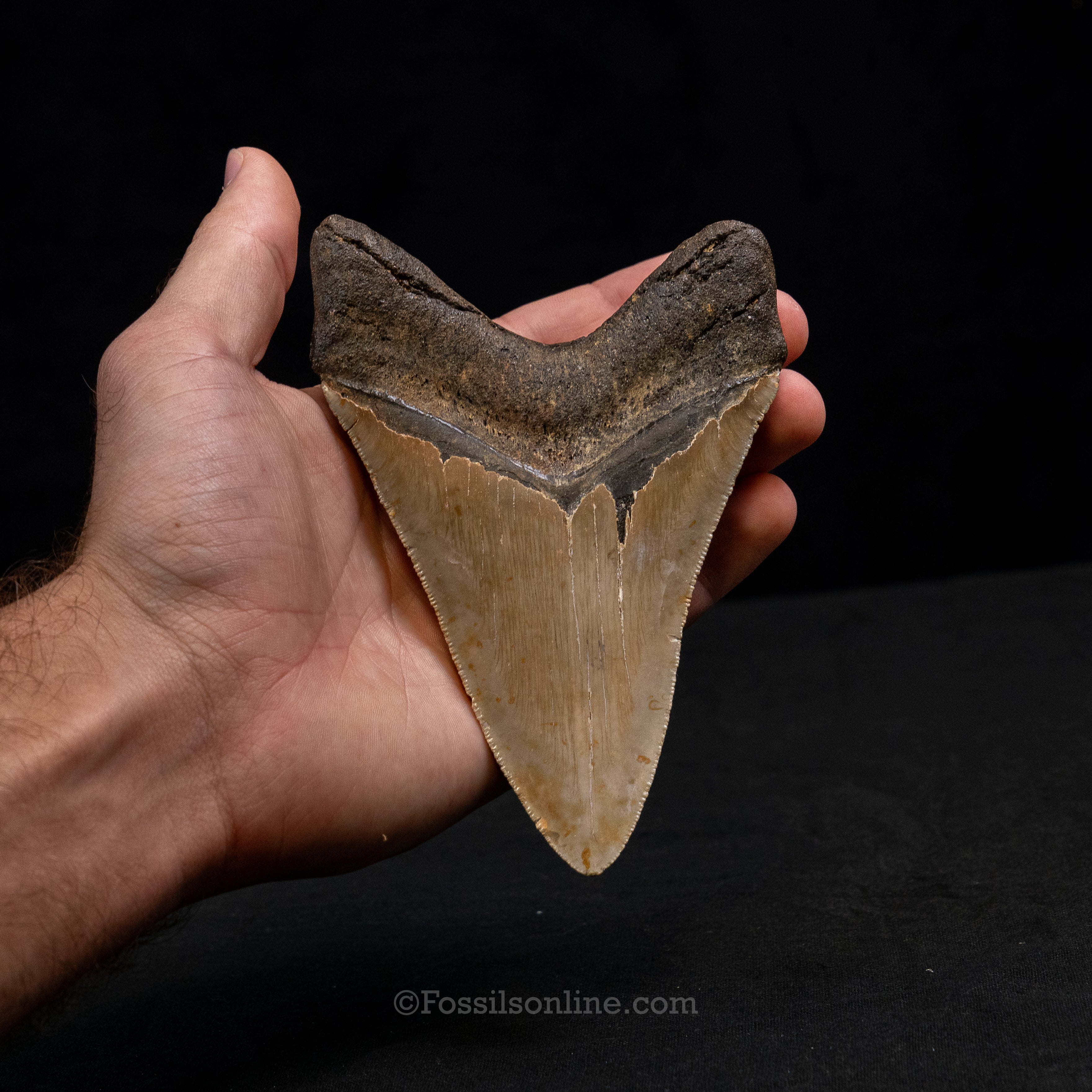 North Carolina Megalodon 5.26"