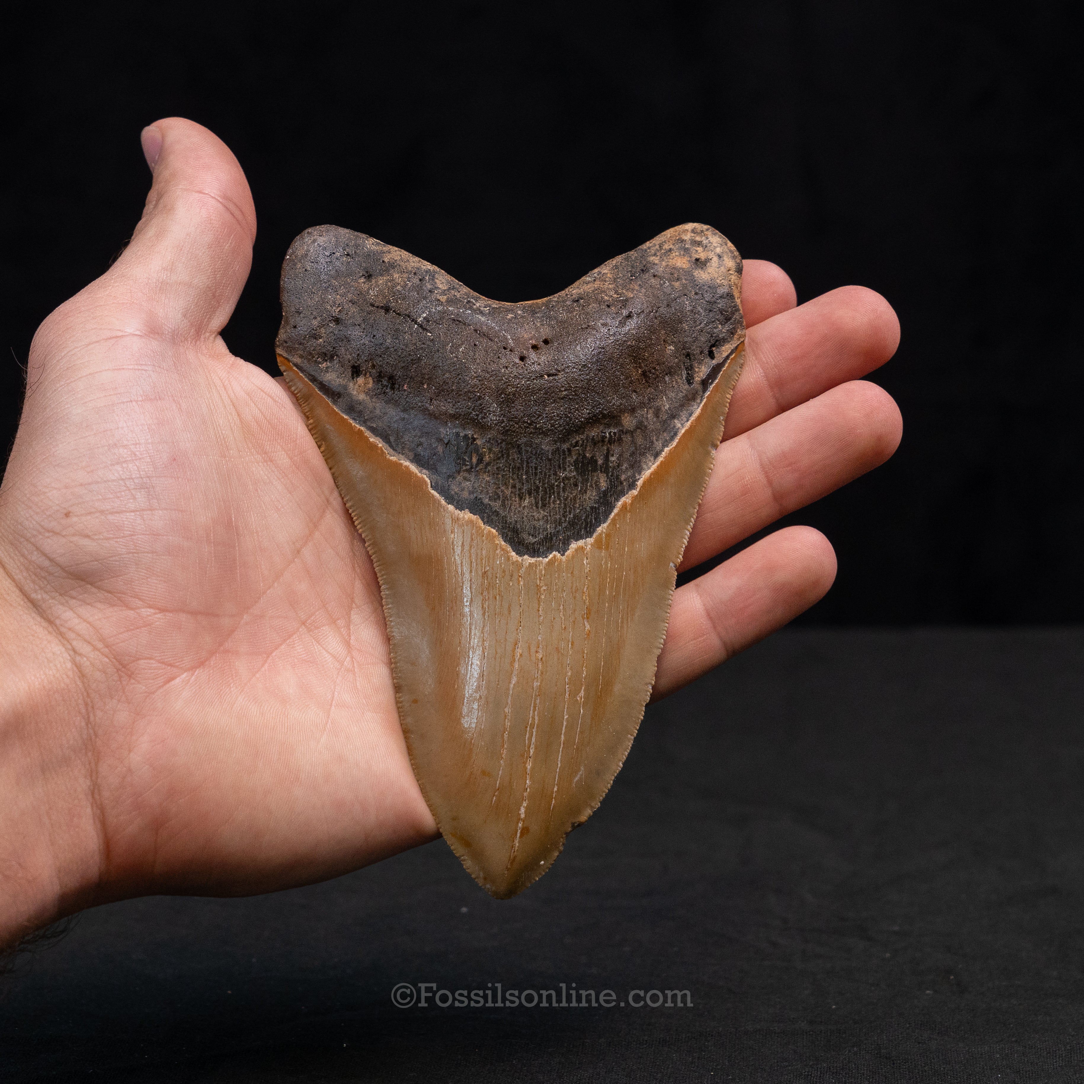 North Carolina Megalodon 5.24"