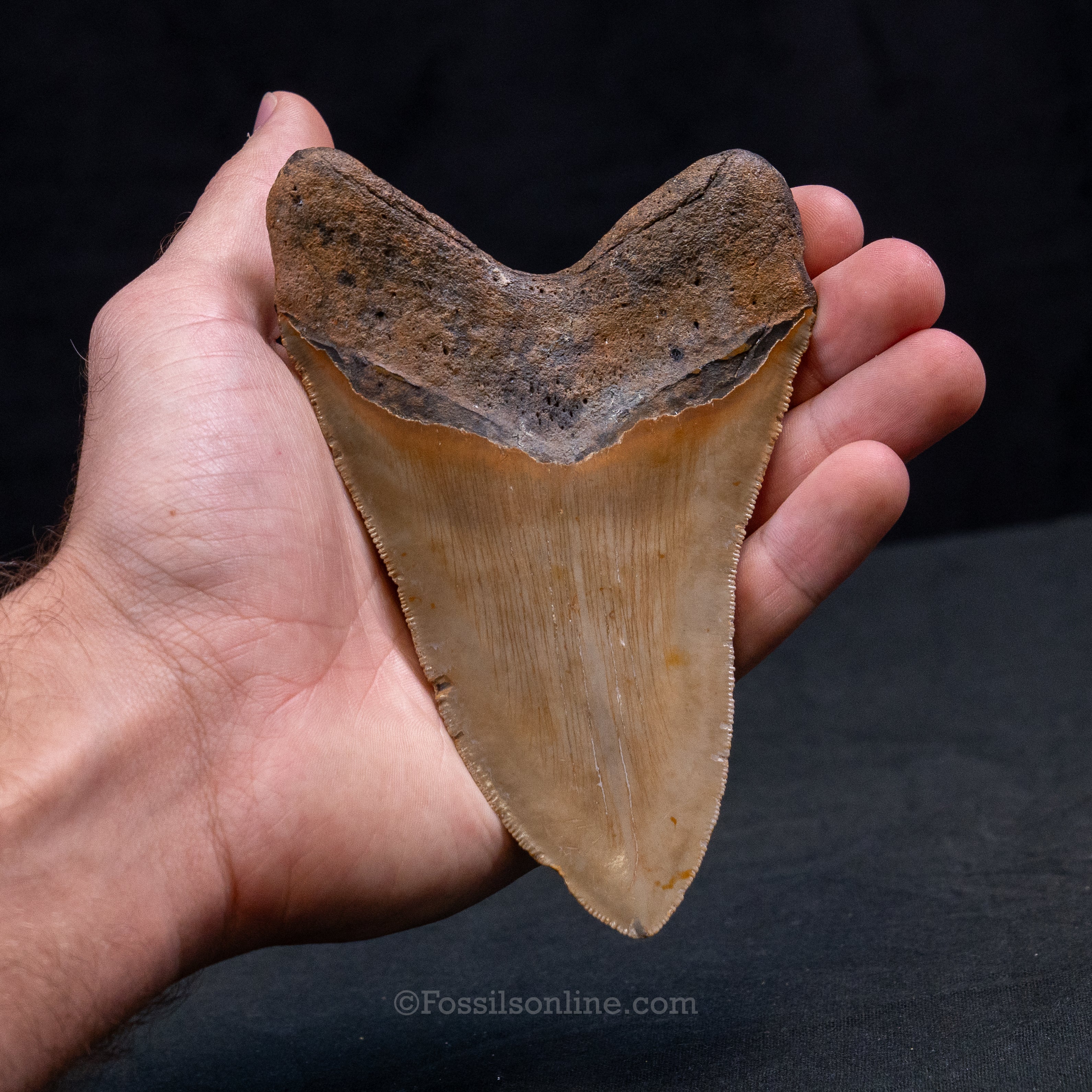 North Carolina Megalodon 5.24"