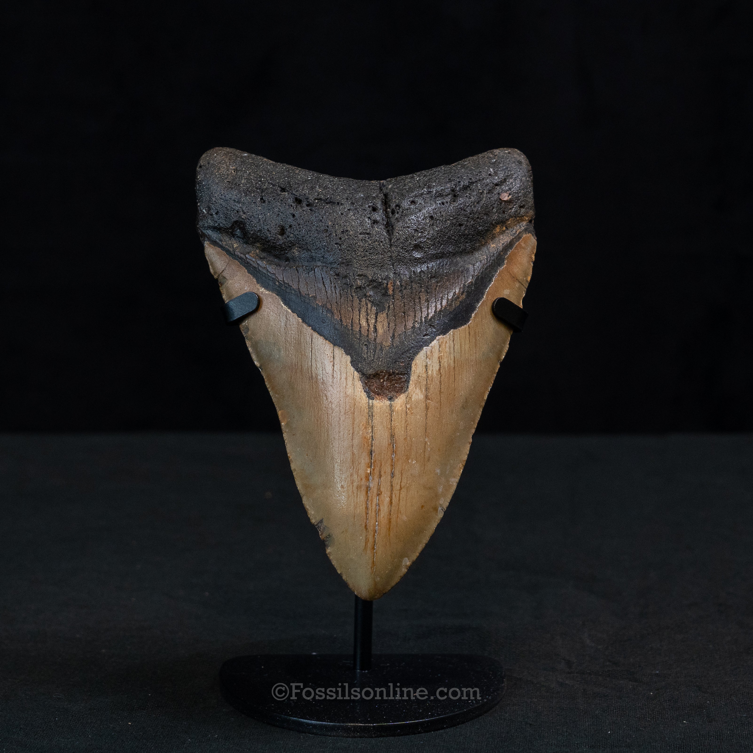 North Carolina Megalodon 5.24"