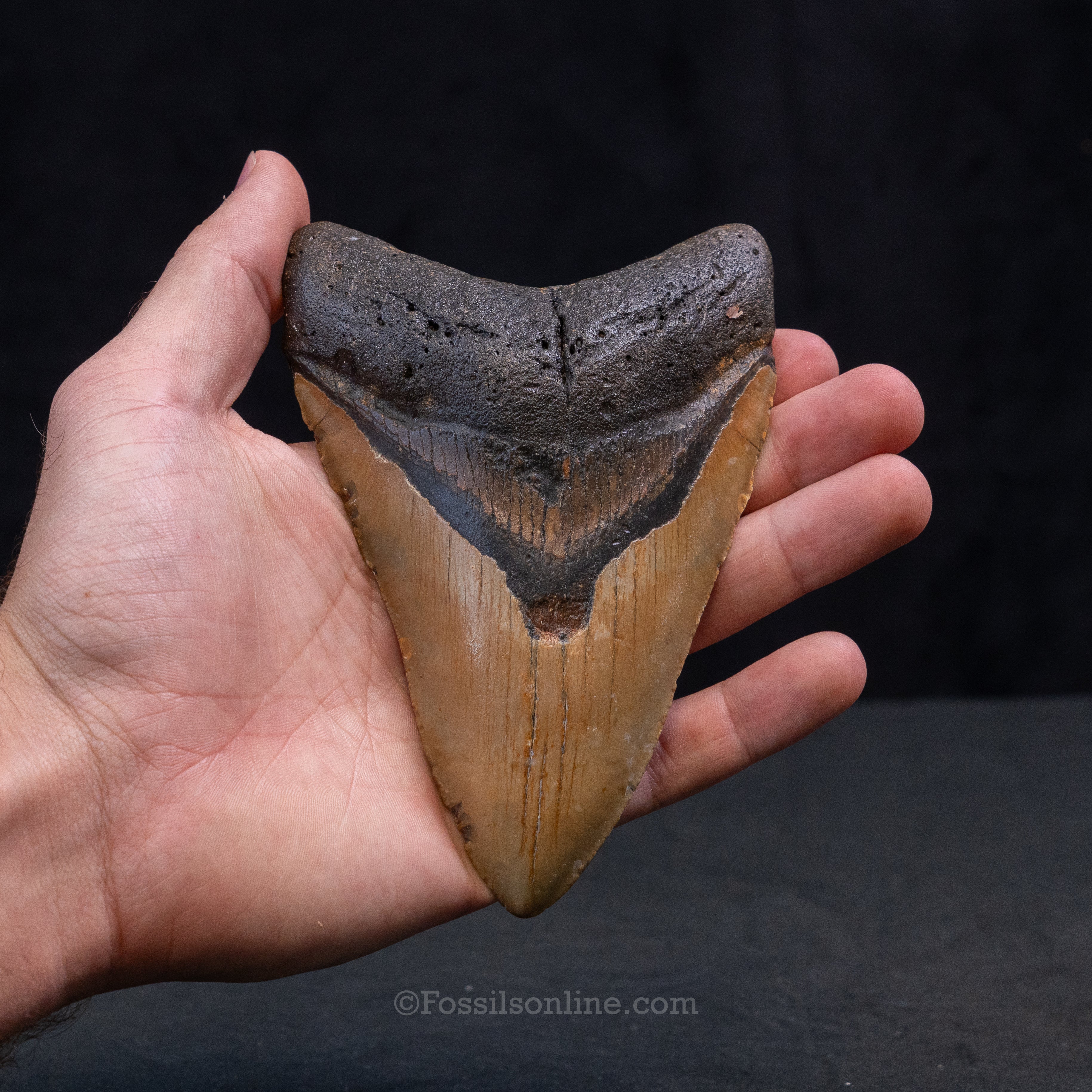 North Carolina Megalodon 5.24"