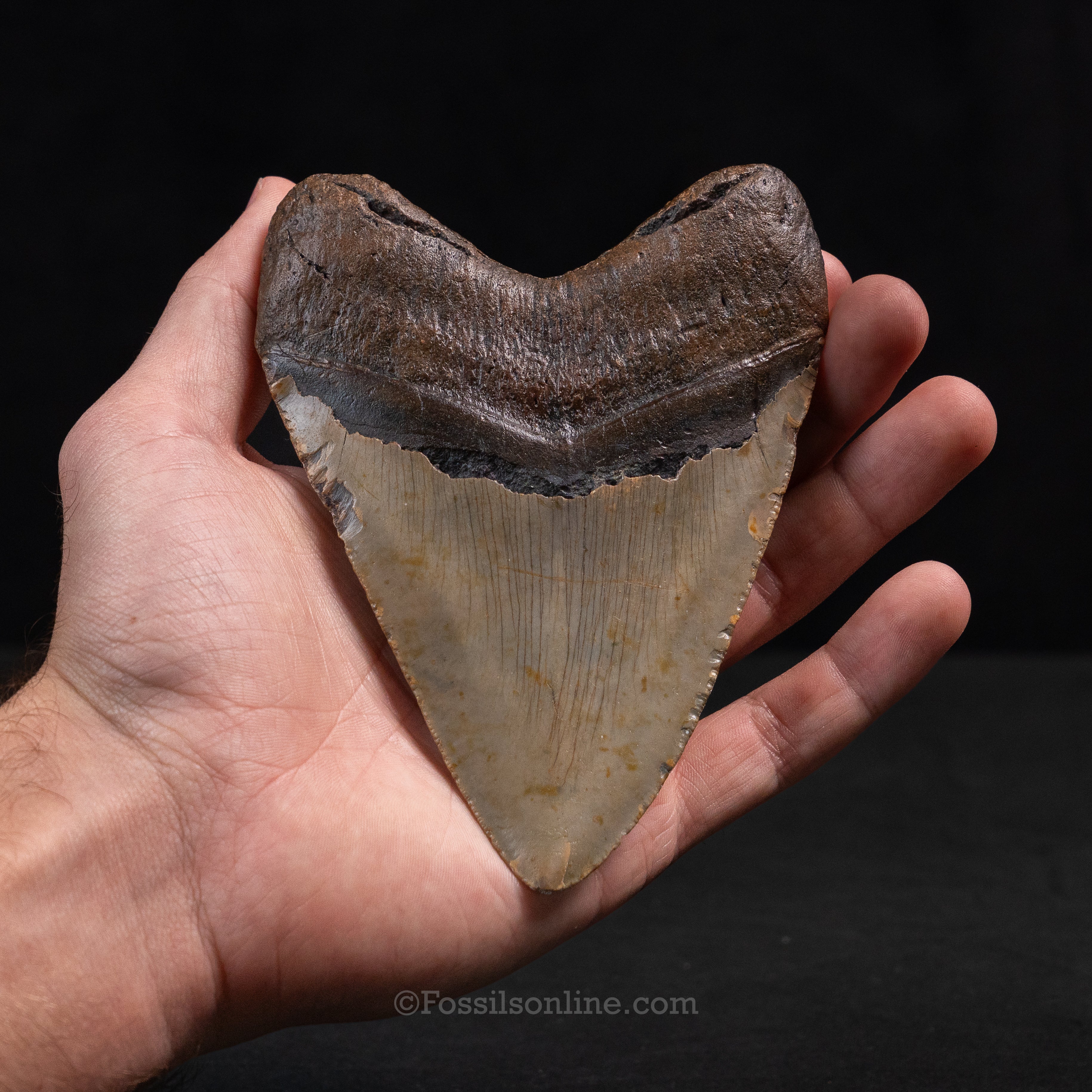 North Carolina Megalodon 5.09"