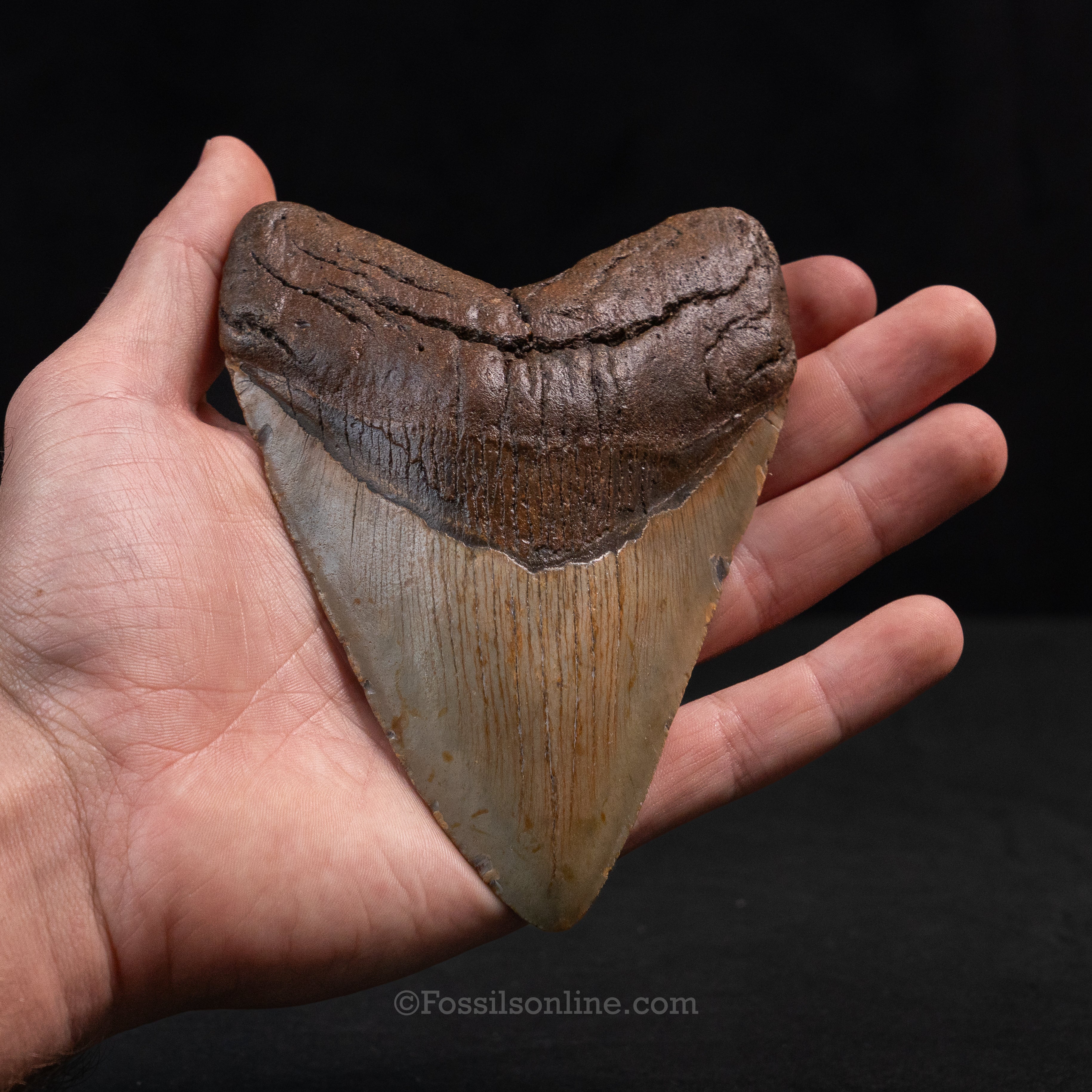 North Carolina Megalodon 5.09"