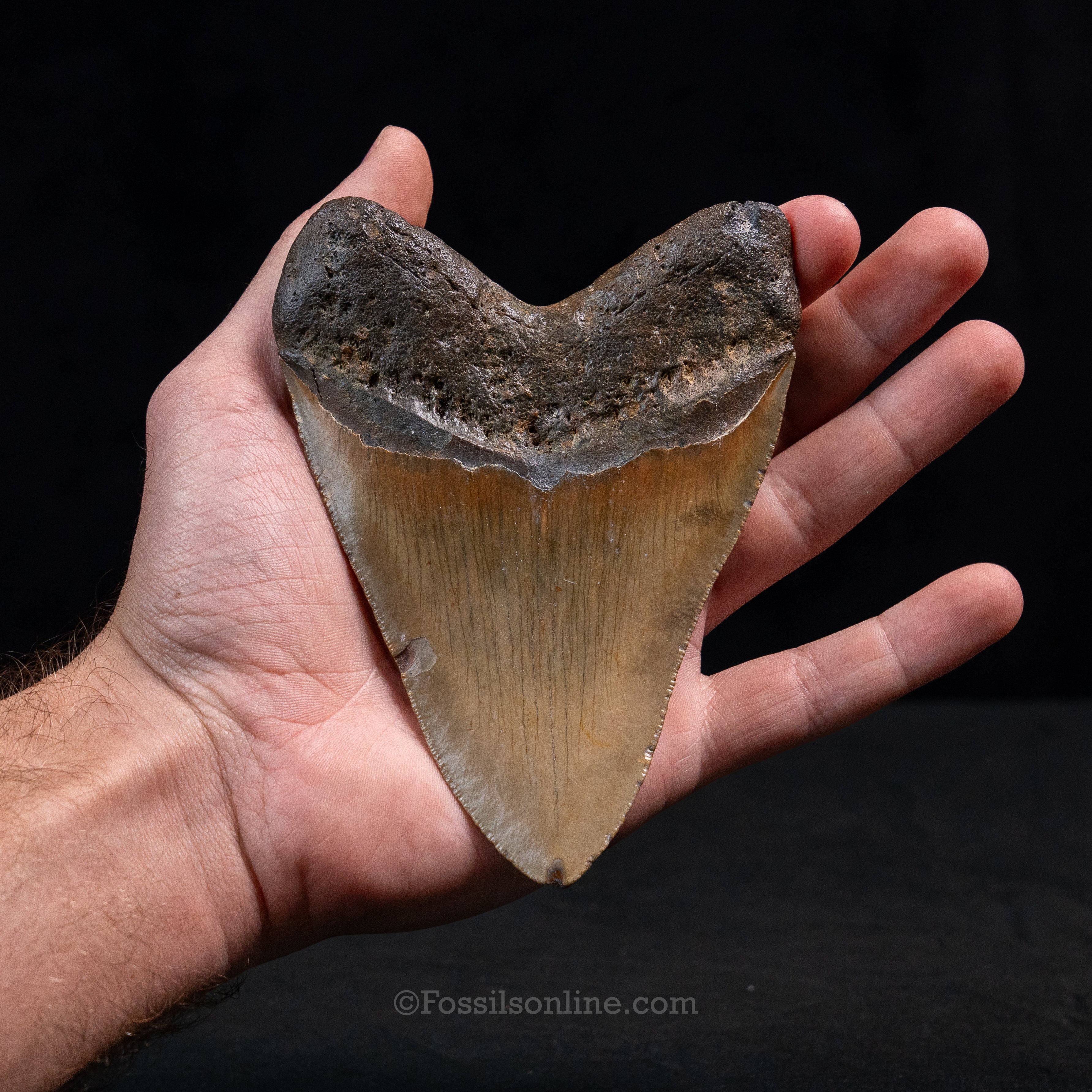 North Carolina Megalodon 5.05"