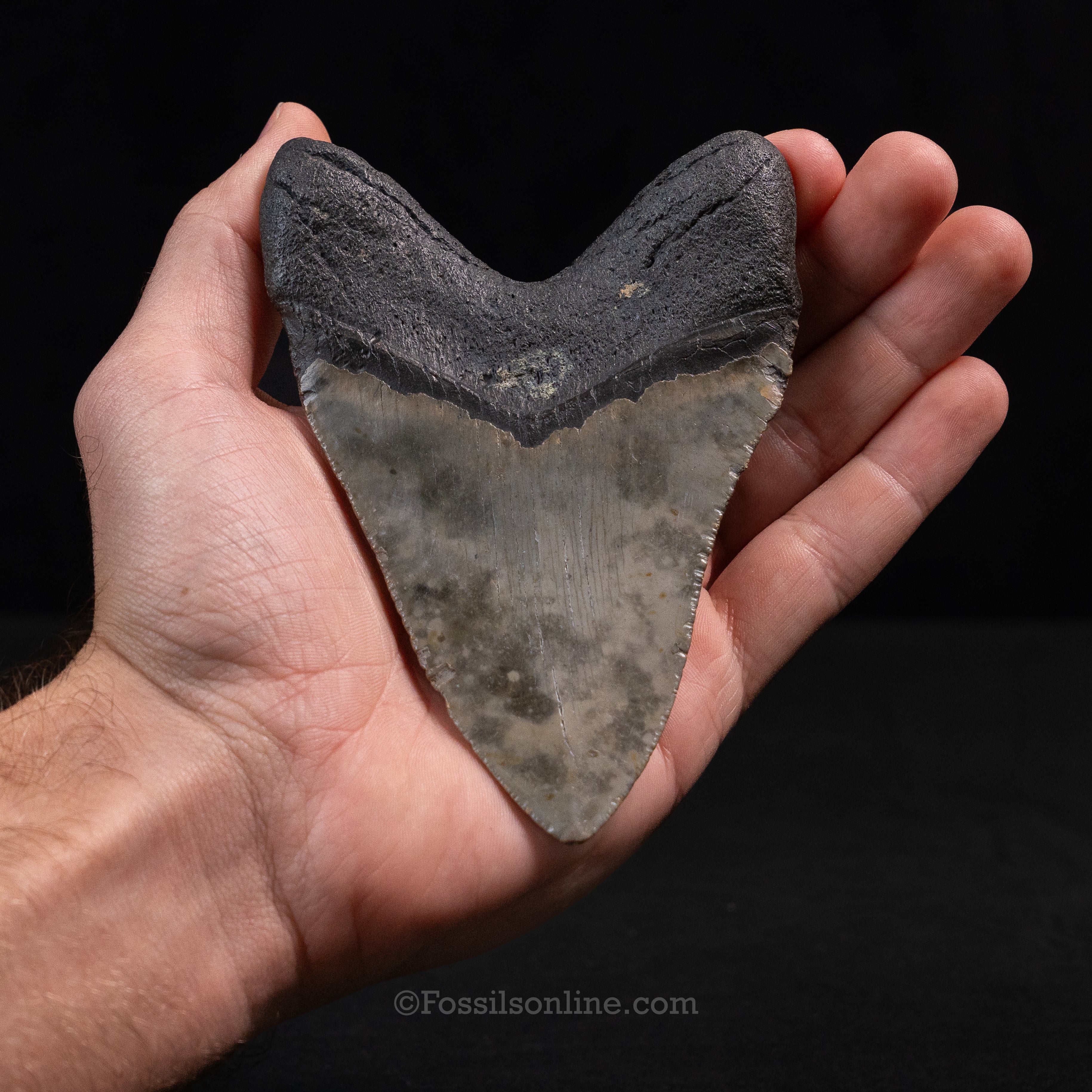 North Carolina Megalodon 4.89"