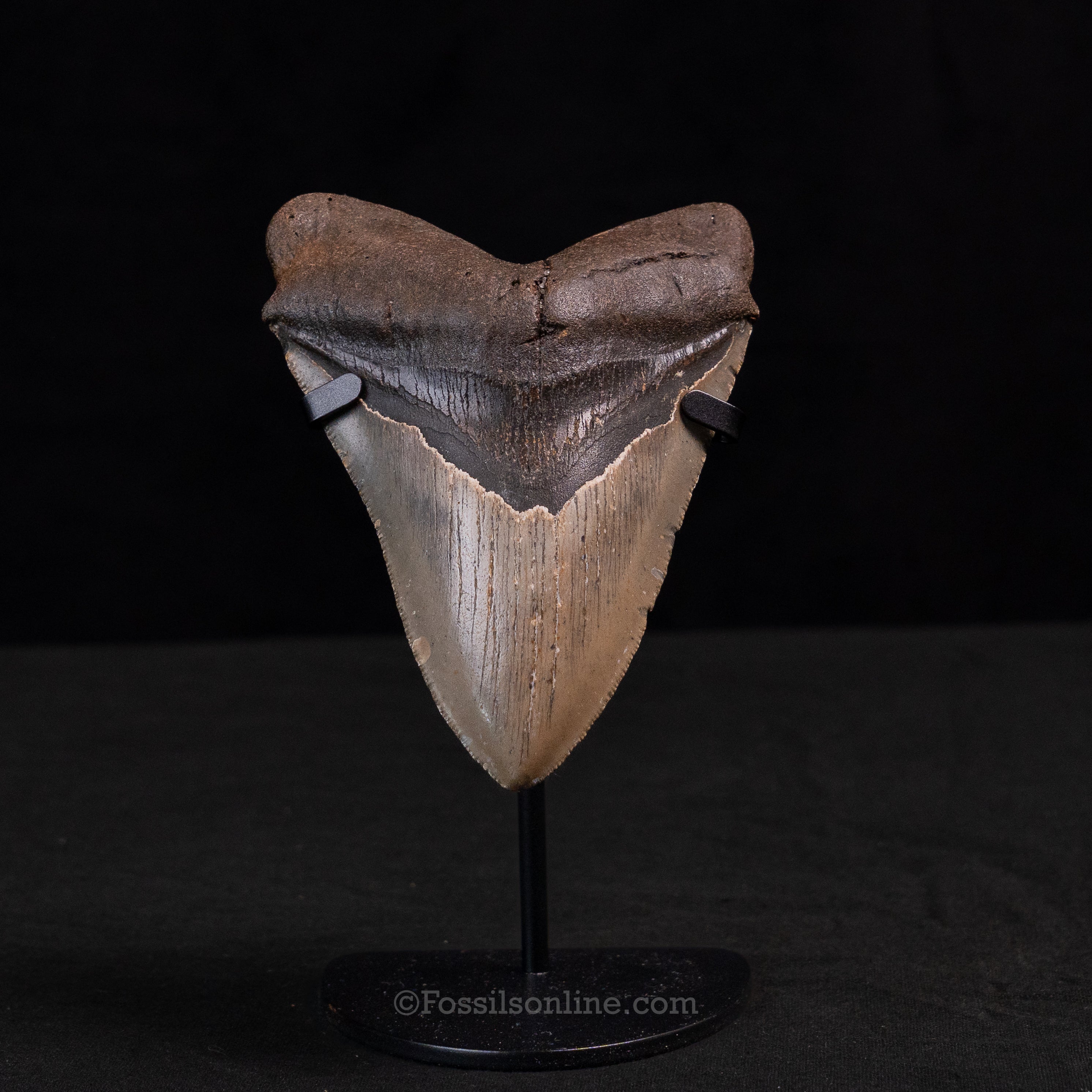 North Carolina Megalodon 4.89"