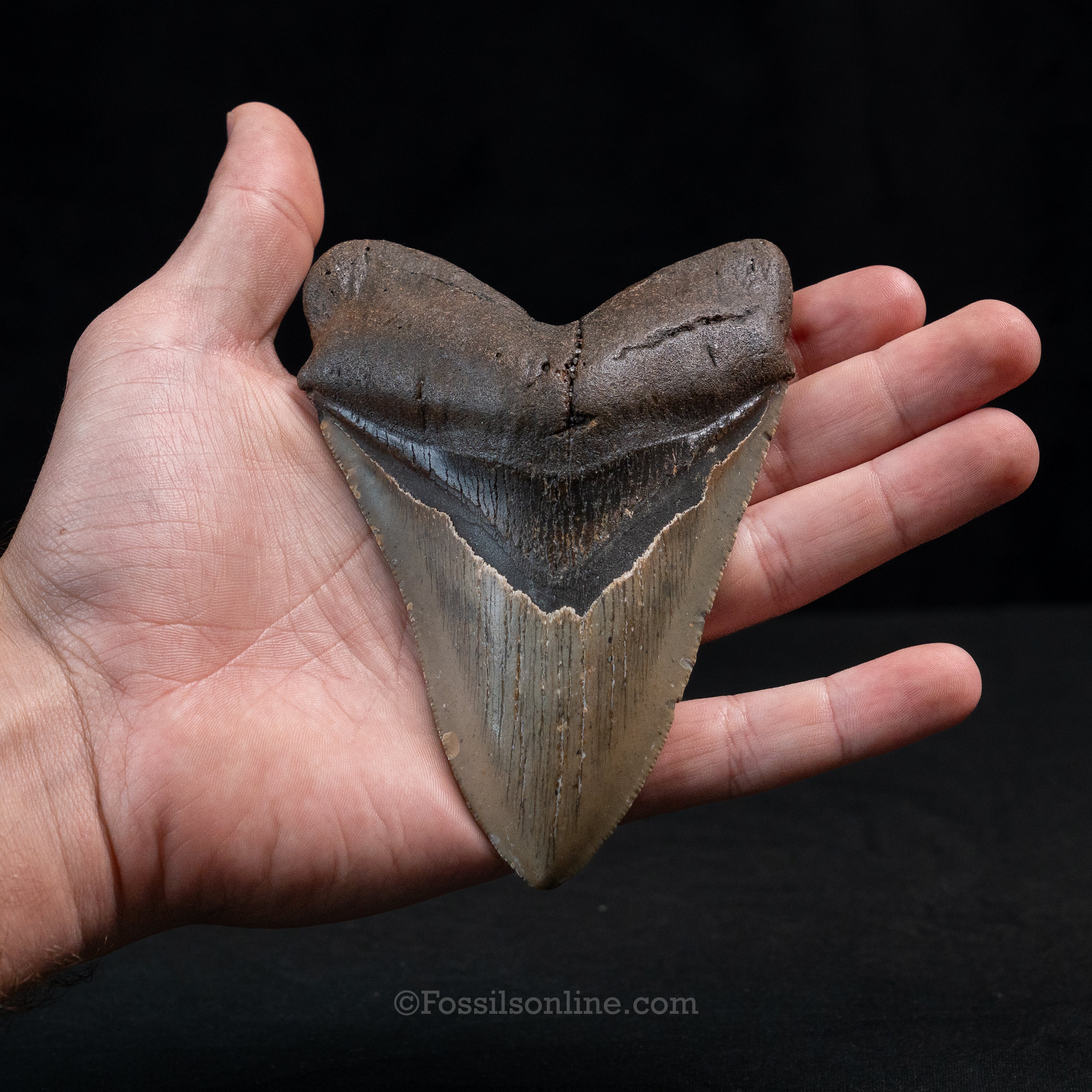 North Carolina Megalodon 4.89"