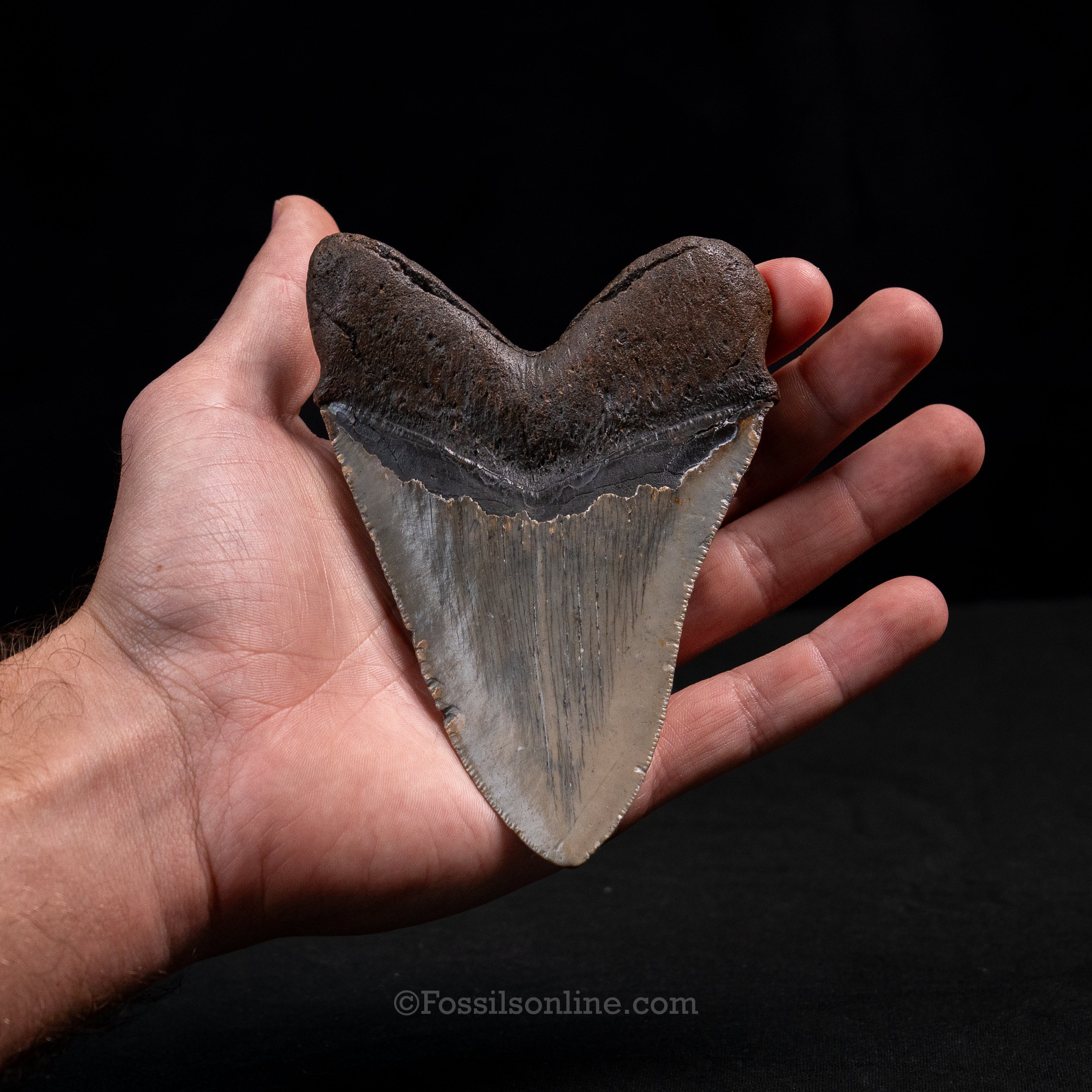 North Carolina Megalodon 4.89"