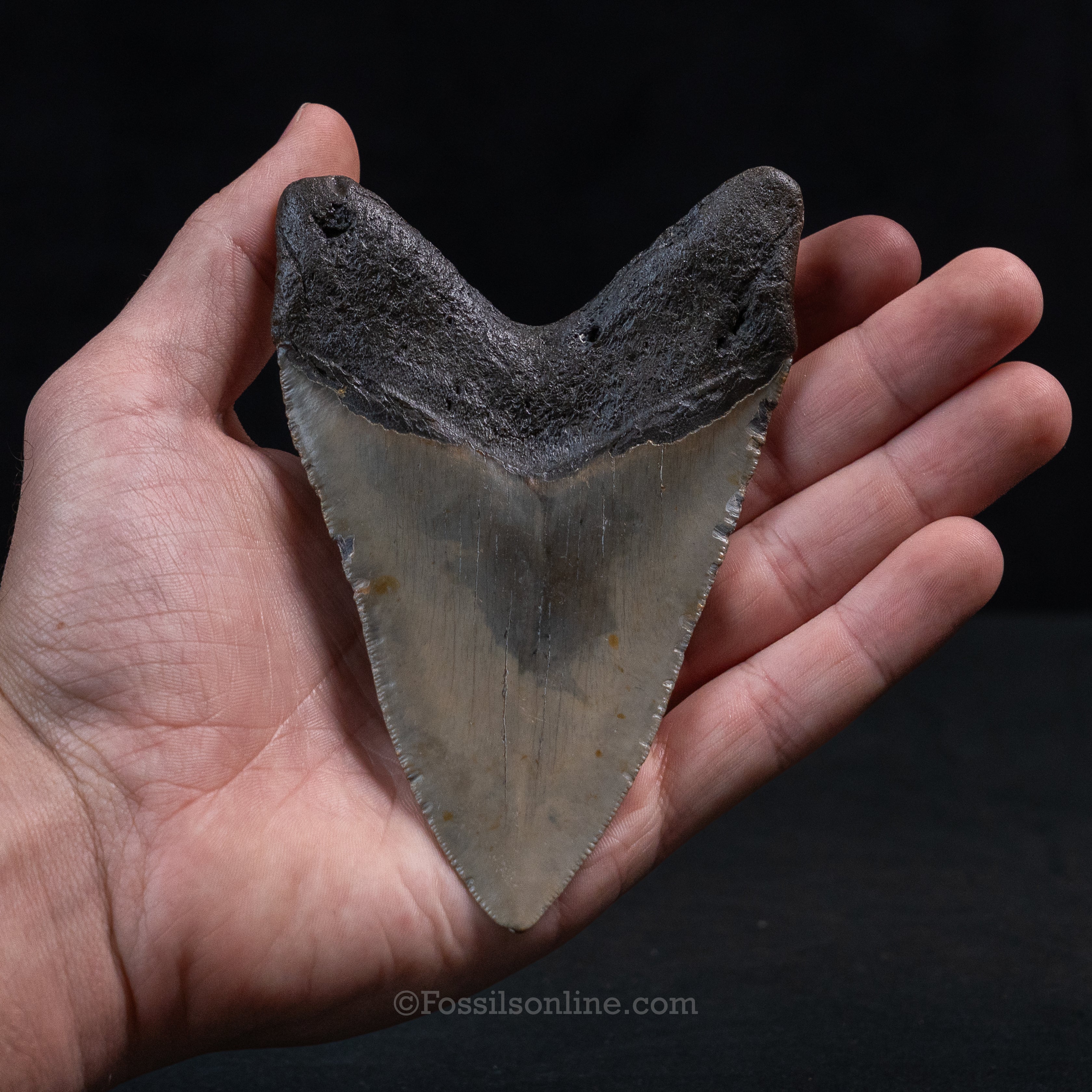 North Carolina Megalodon 4.82"