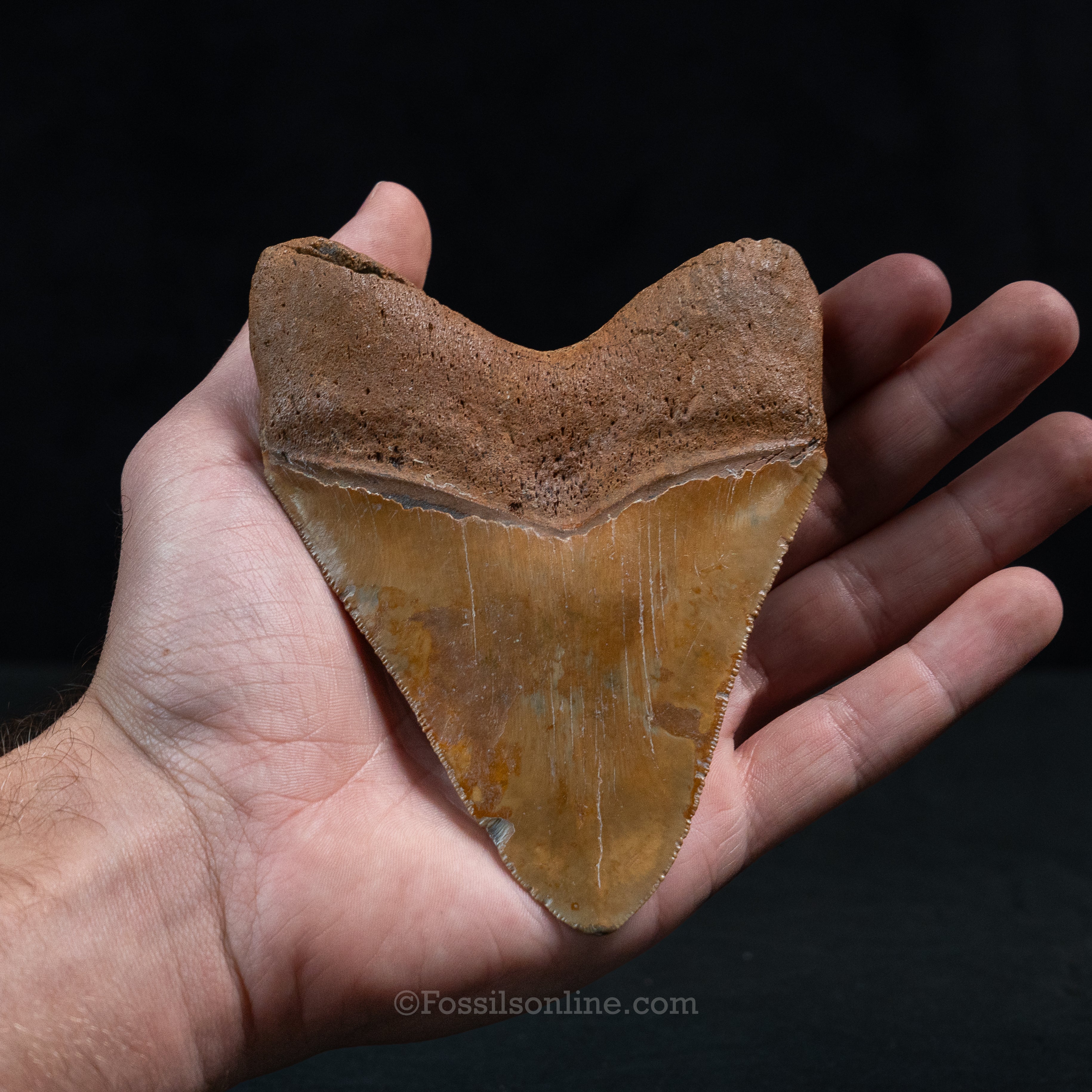 North Carolina Megalodon 4.78"