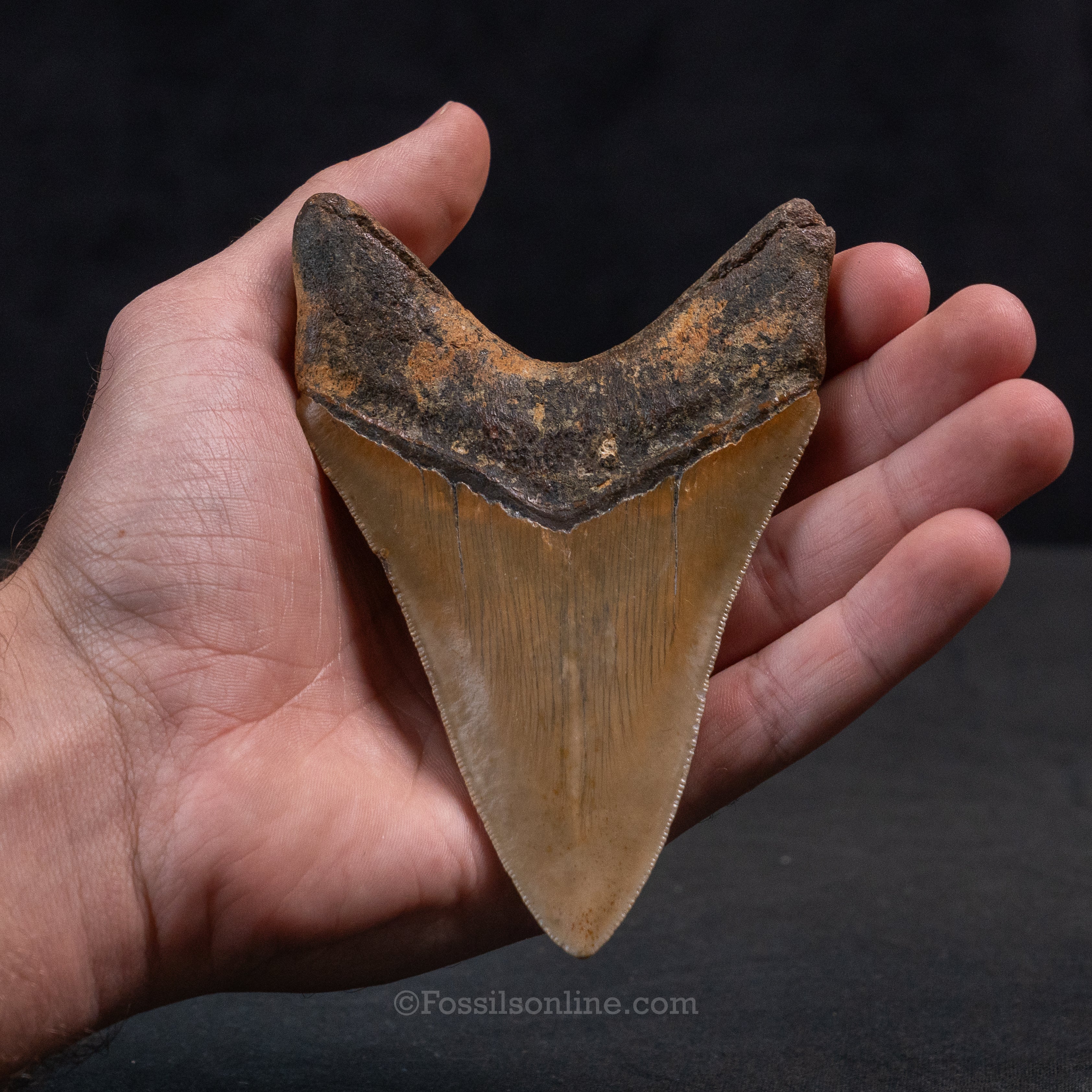 North Carolina Megalodon 4.73"