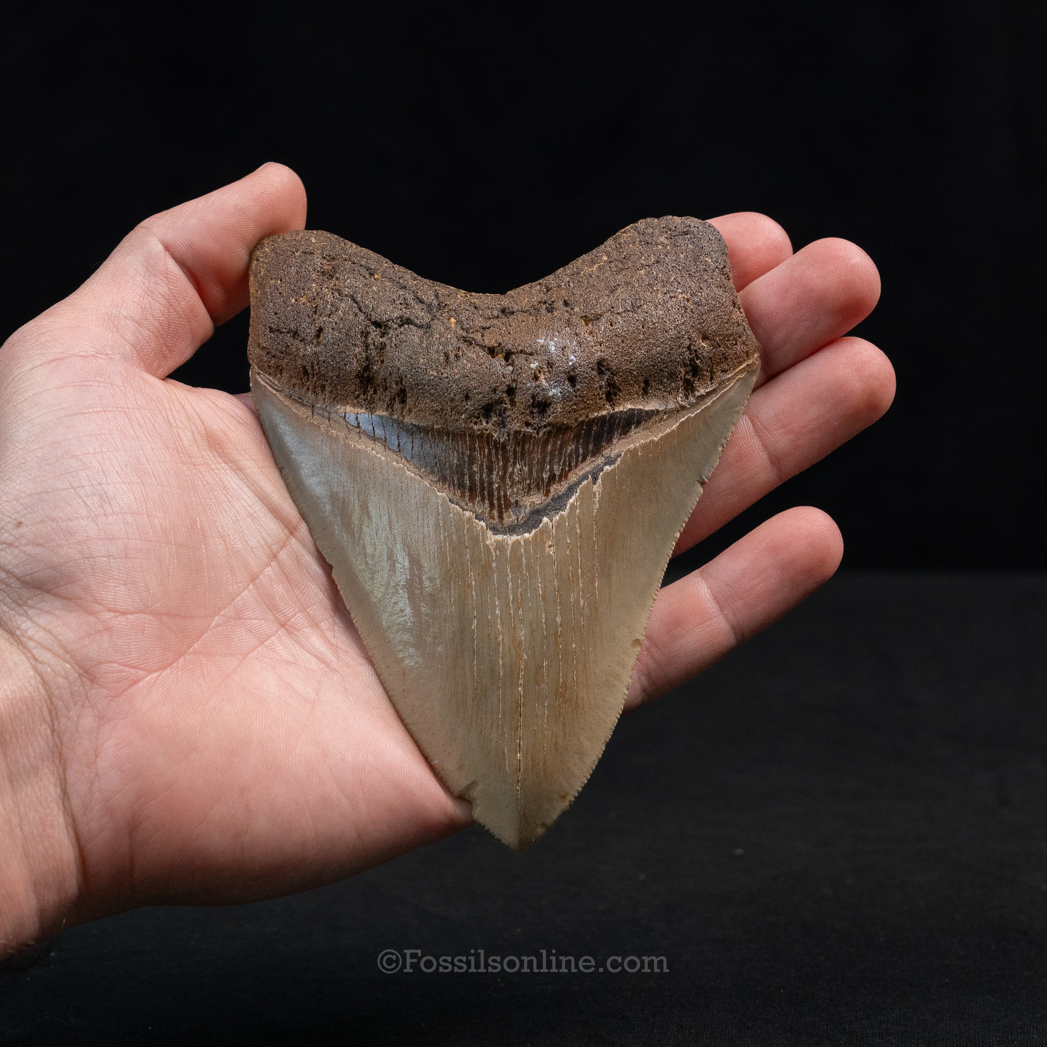 North Carolina Megalodon 4.67"