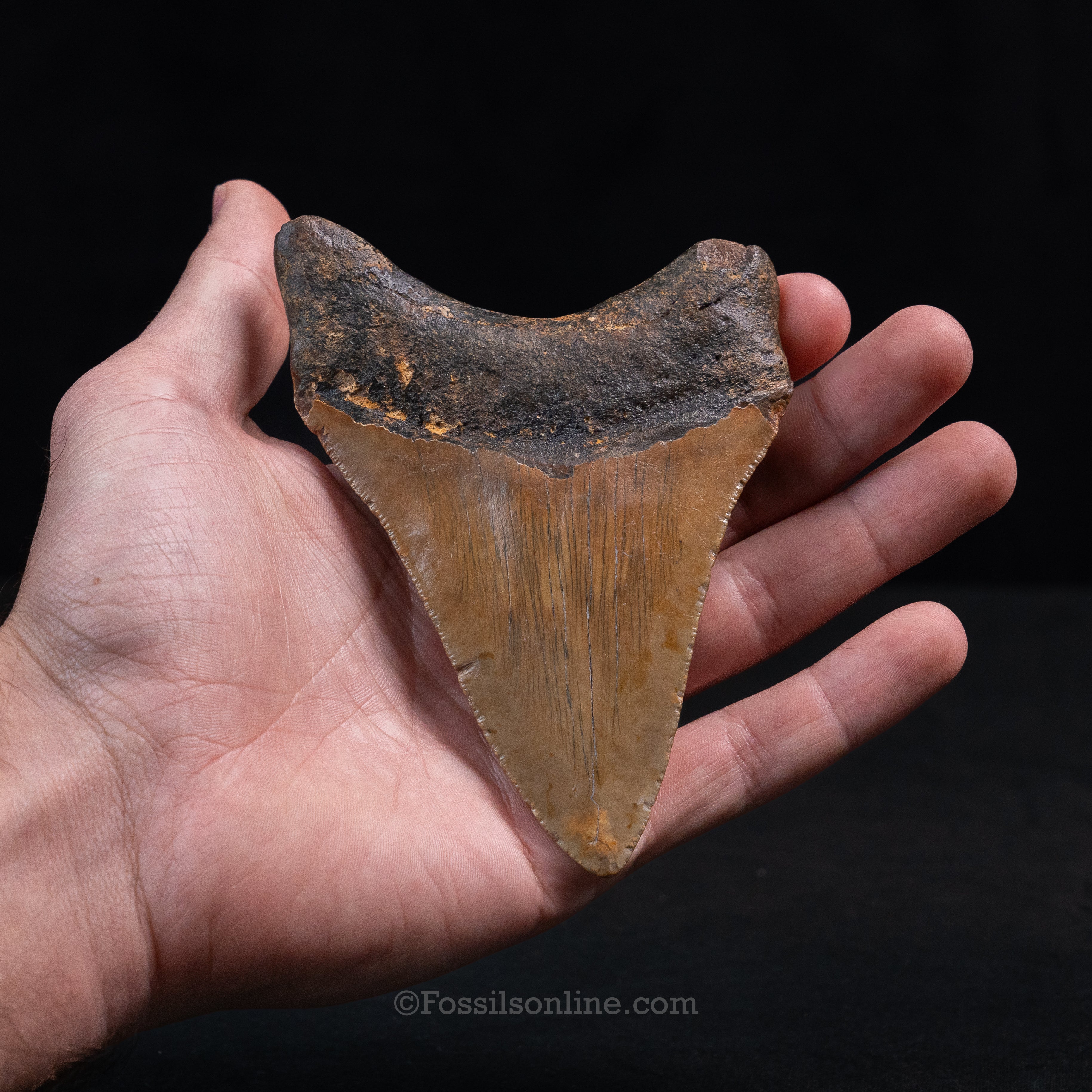 North Carolina Megalodon 4.62"