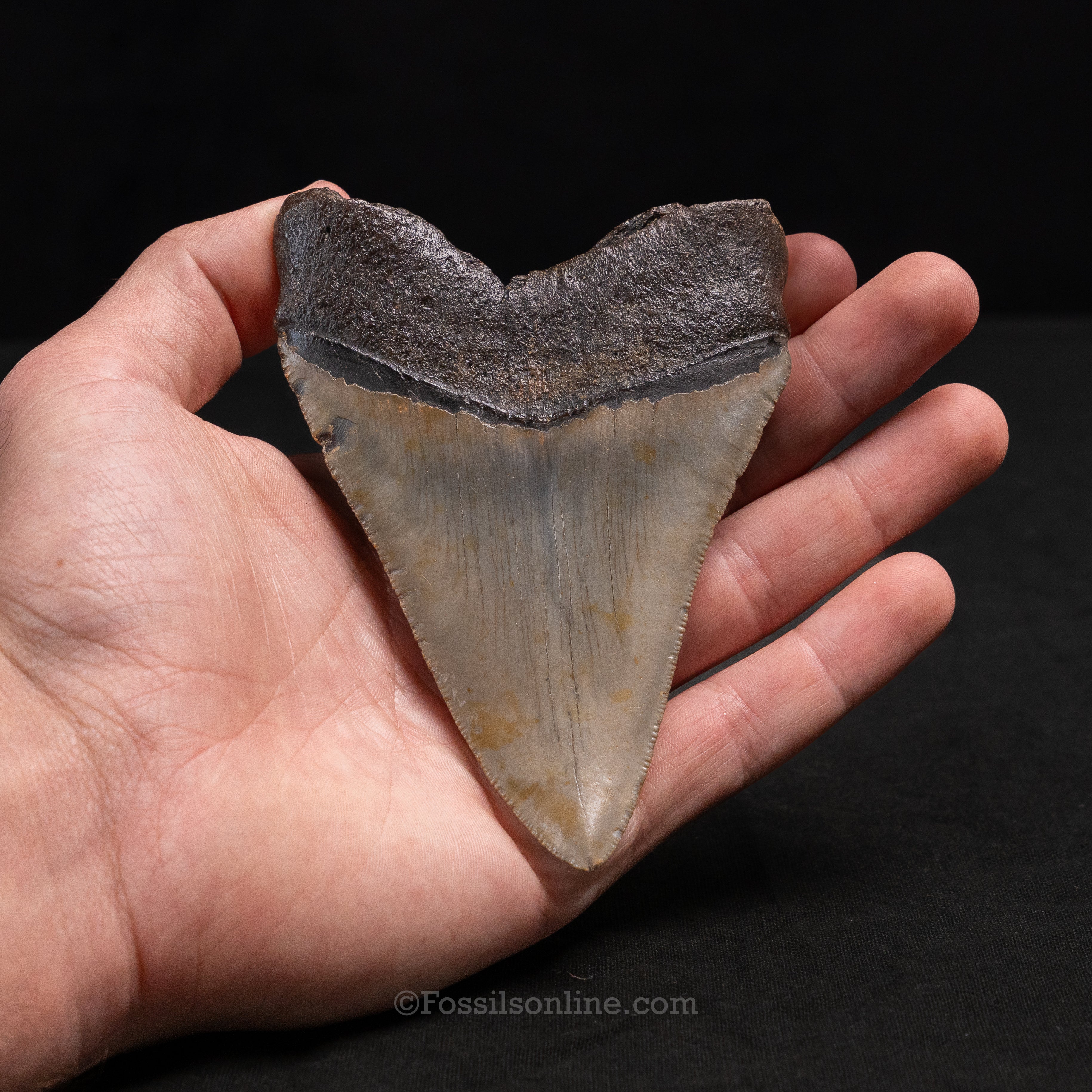 North Carolina Megalodon 4.54"