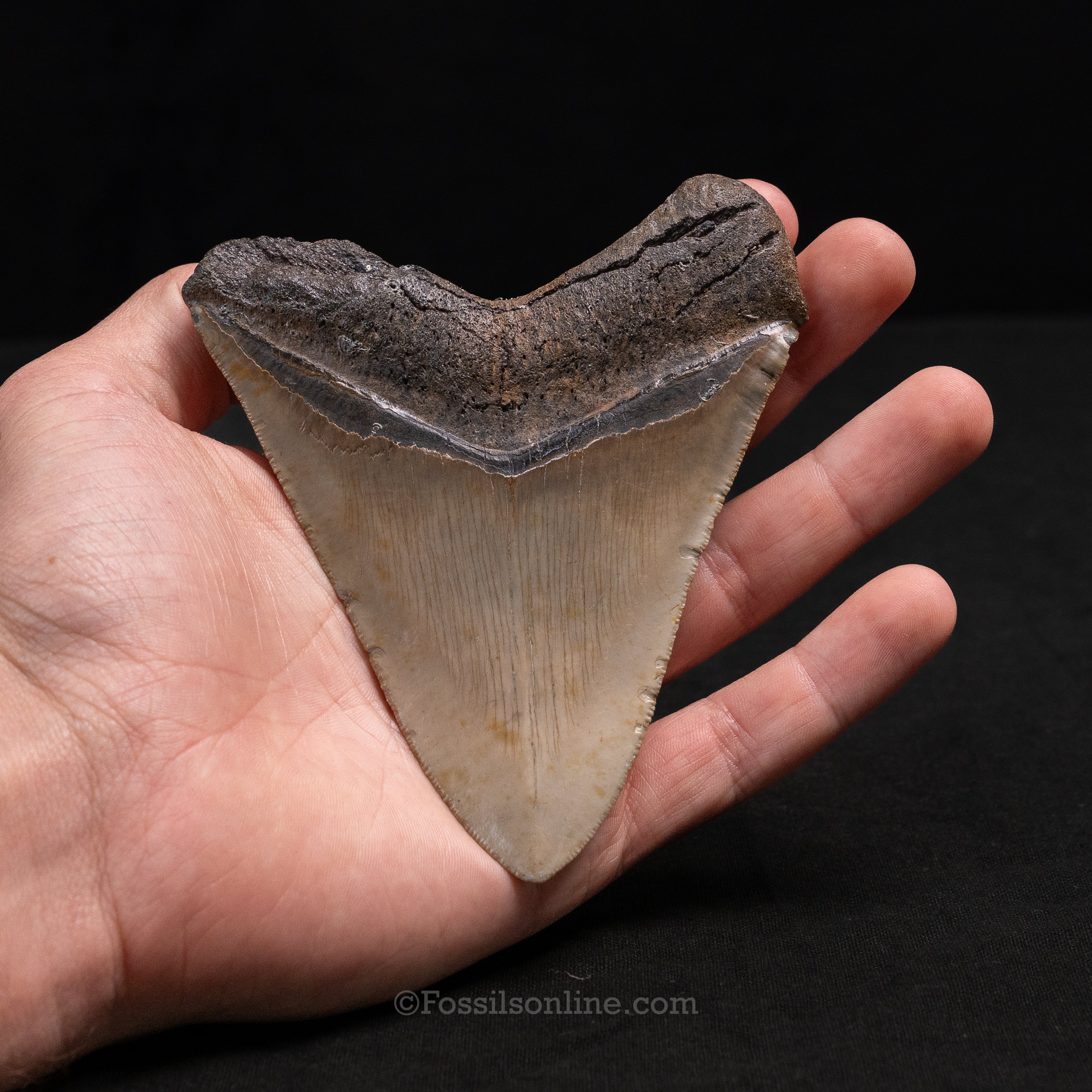 North Carolina Megalodon 4.48"