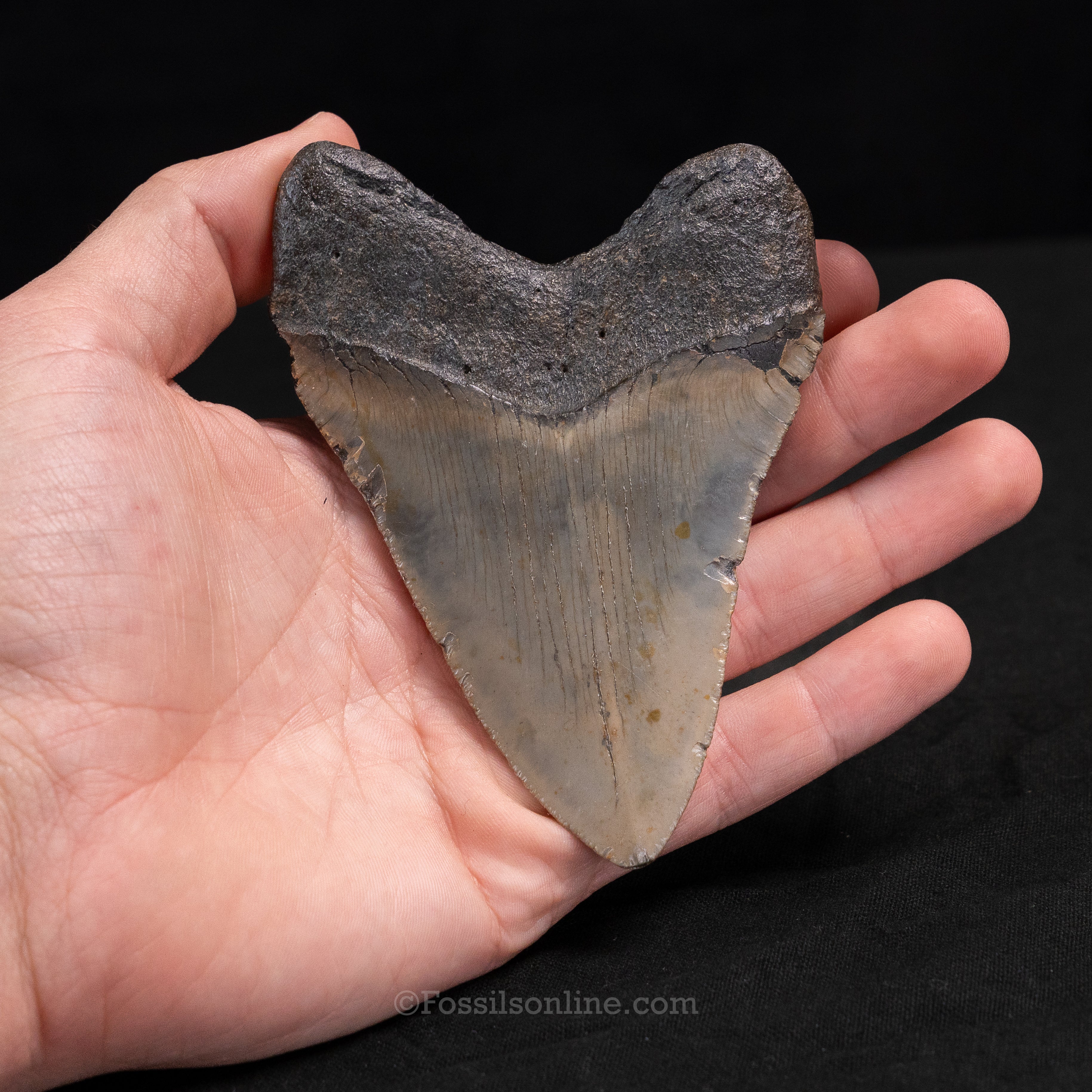 North Carolina Megalodon 4.37"