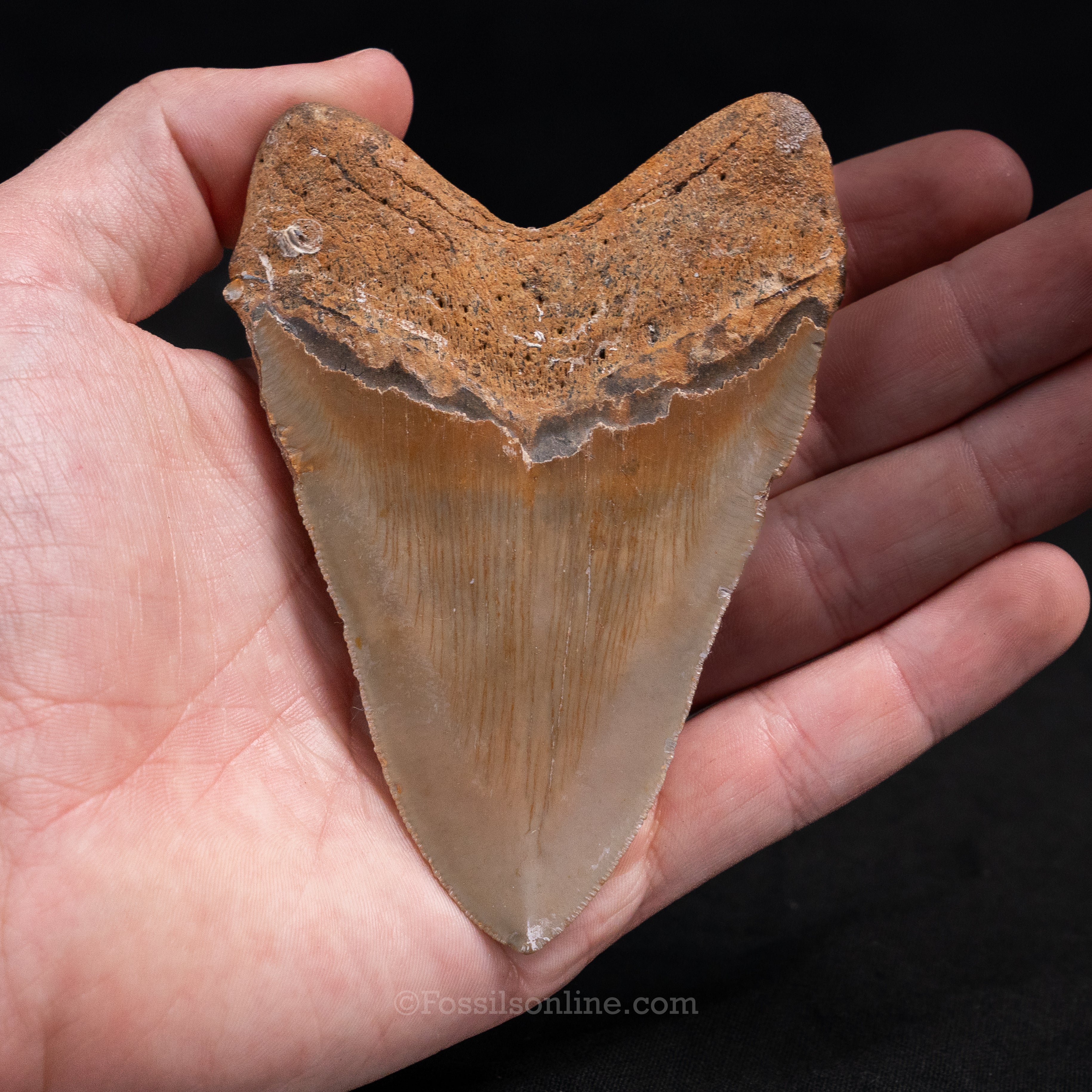 North Carolina Megalodon 4.22"