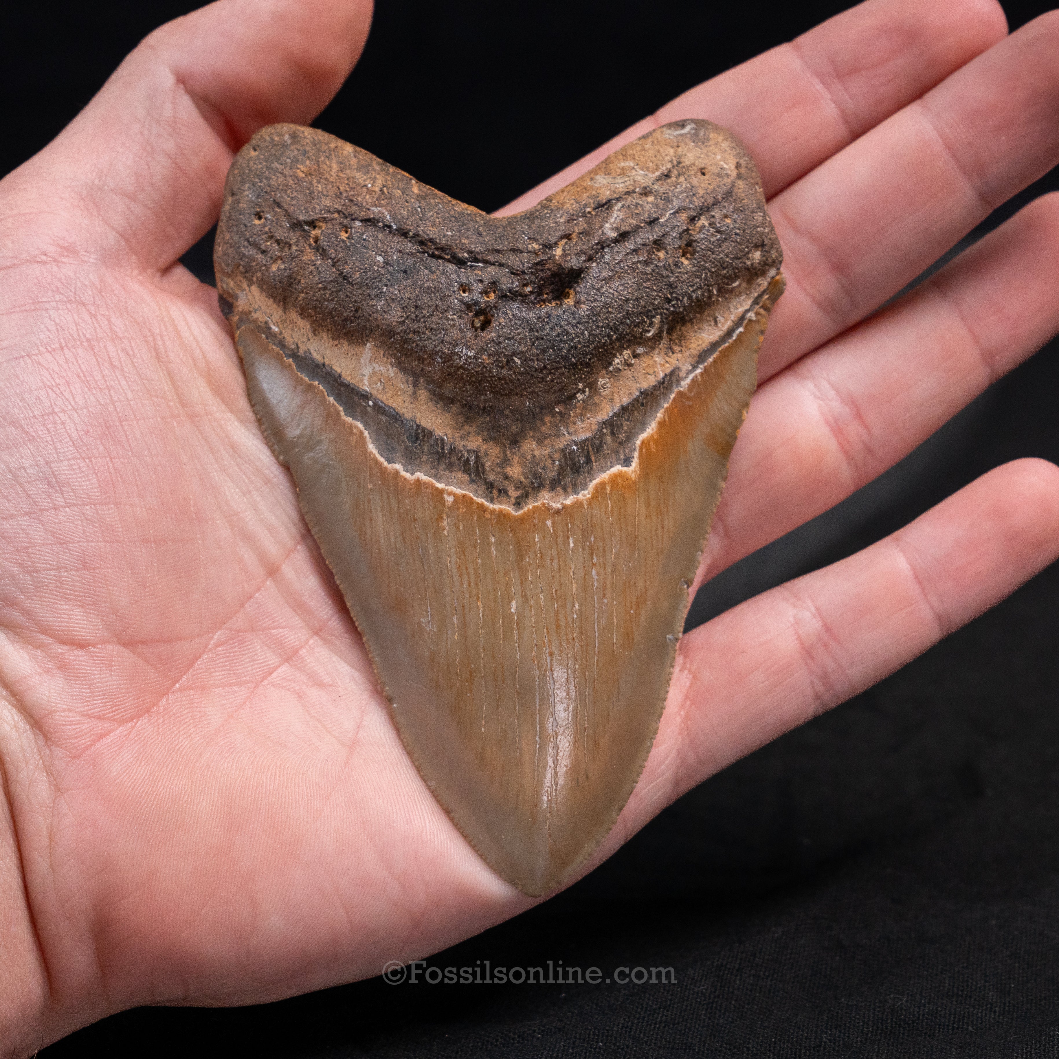 North Carolina Megalodon 4.14"