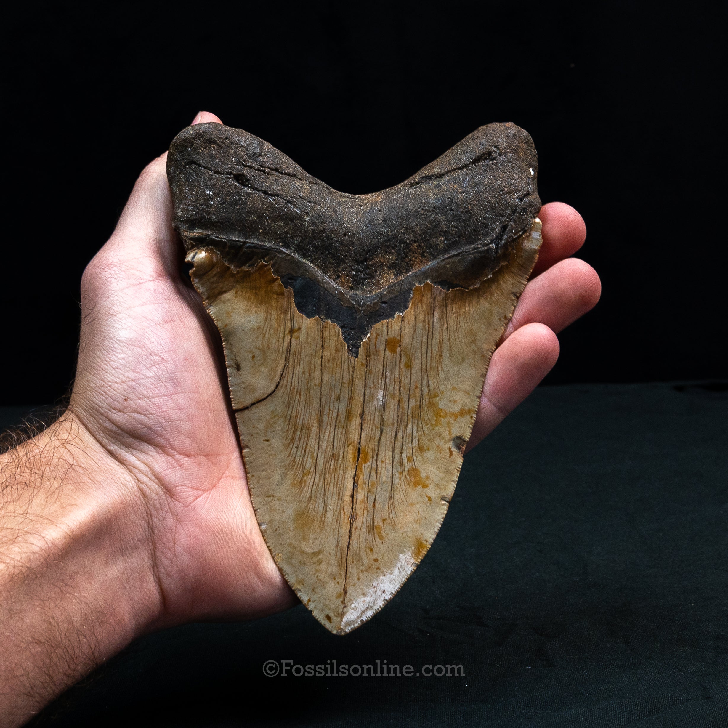 North Carolina Megalodon 6.15"