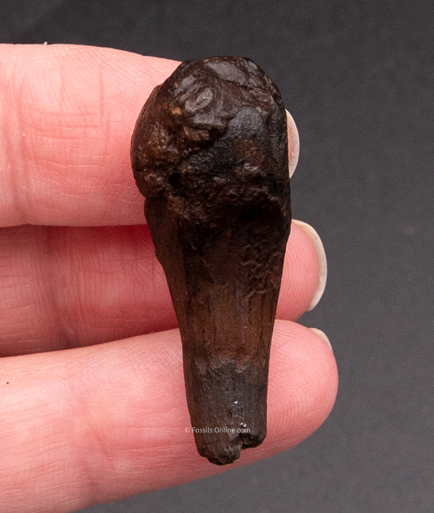 Fossil Infant Mammoth Tooth 1.42"