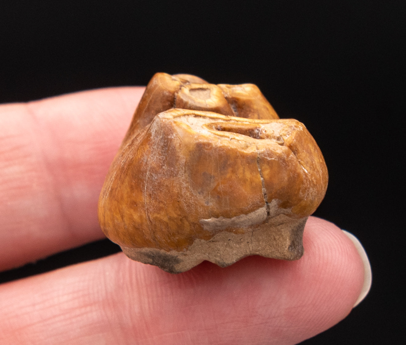 RARE  Fossil Dugong Tooth Gainesville Creek