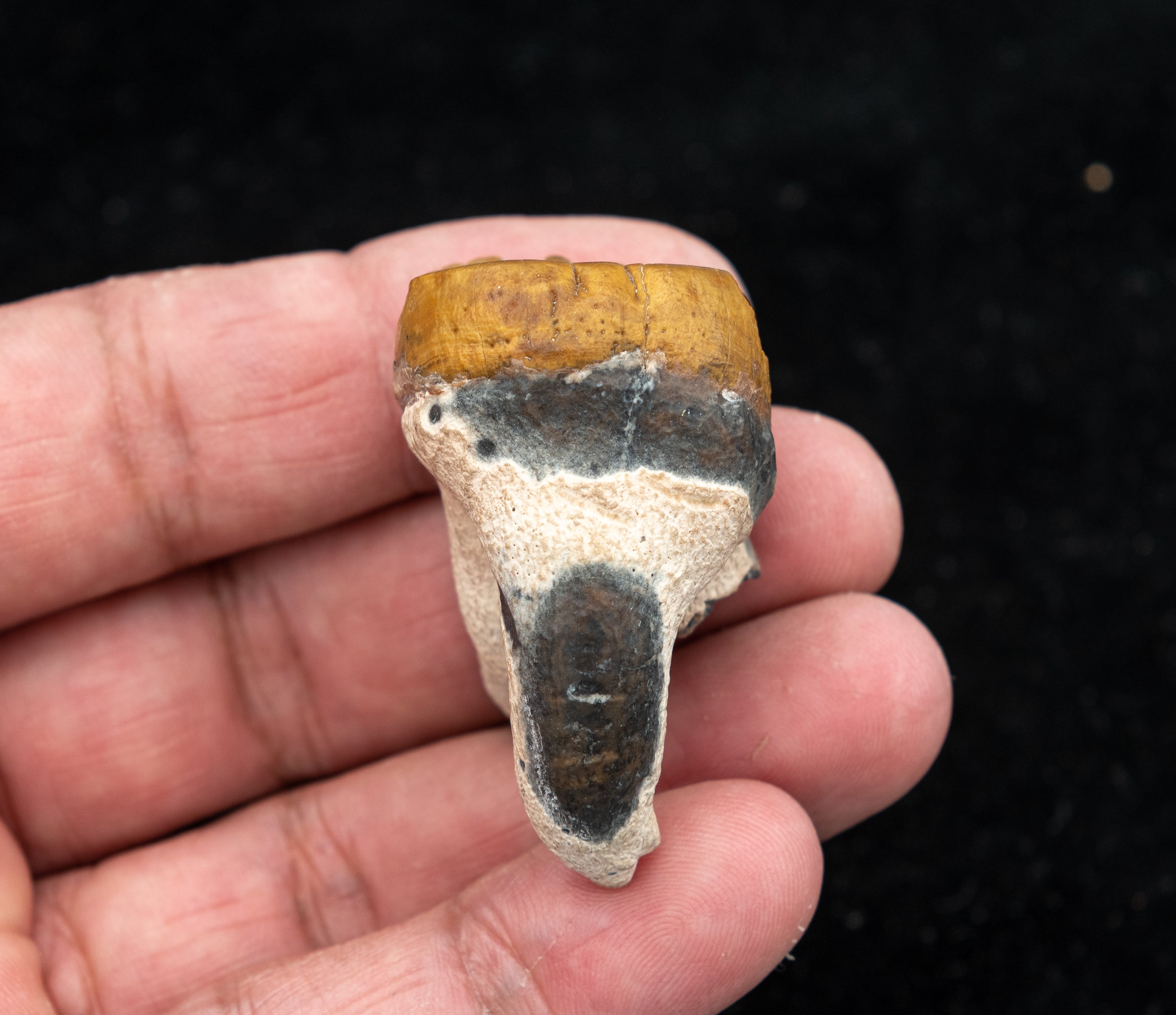 Fossil Dugong Tooth Gainesville Creek