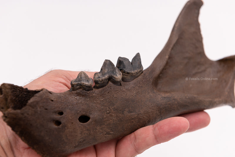 FINEST Fossil Cave Lion Jaw No Restoration